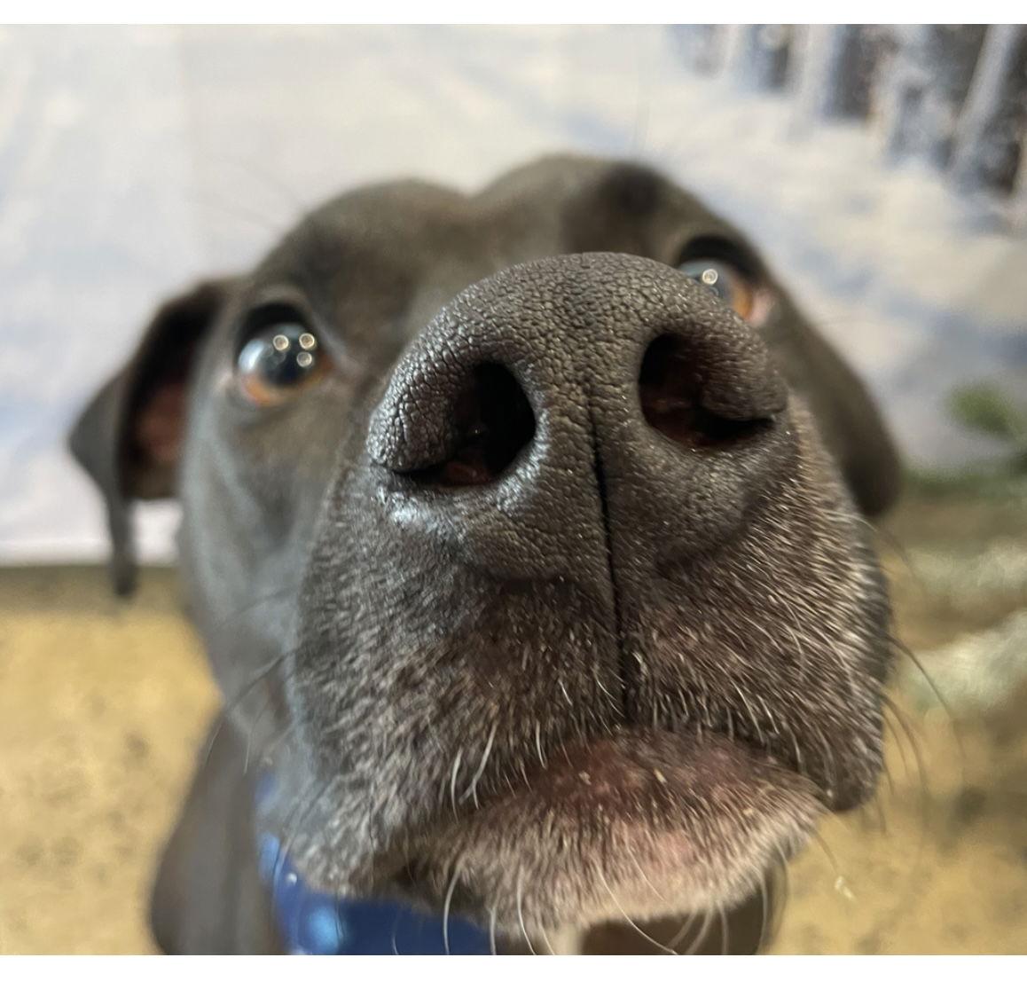 Enlarge Max, a Adoptable mixed breed in Mint Hill, NC image 2/6