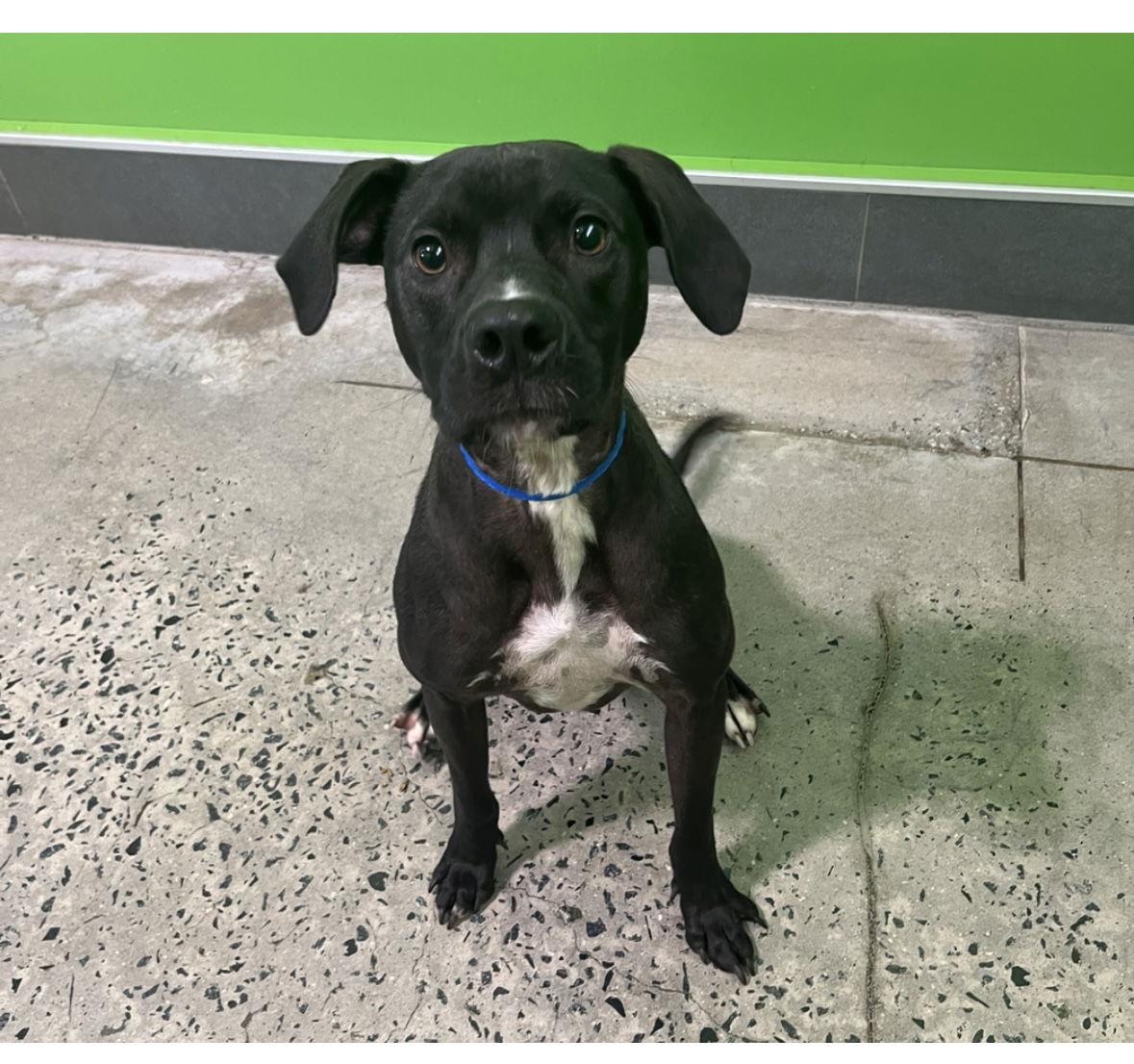 Enlarge Max, a Adoptable mixed breed in Mint Hill, NC image 3/6