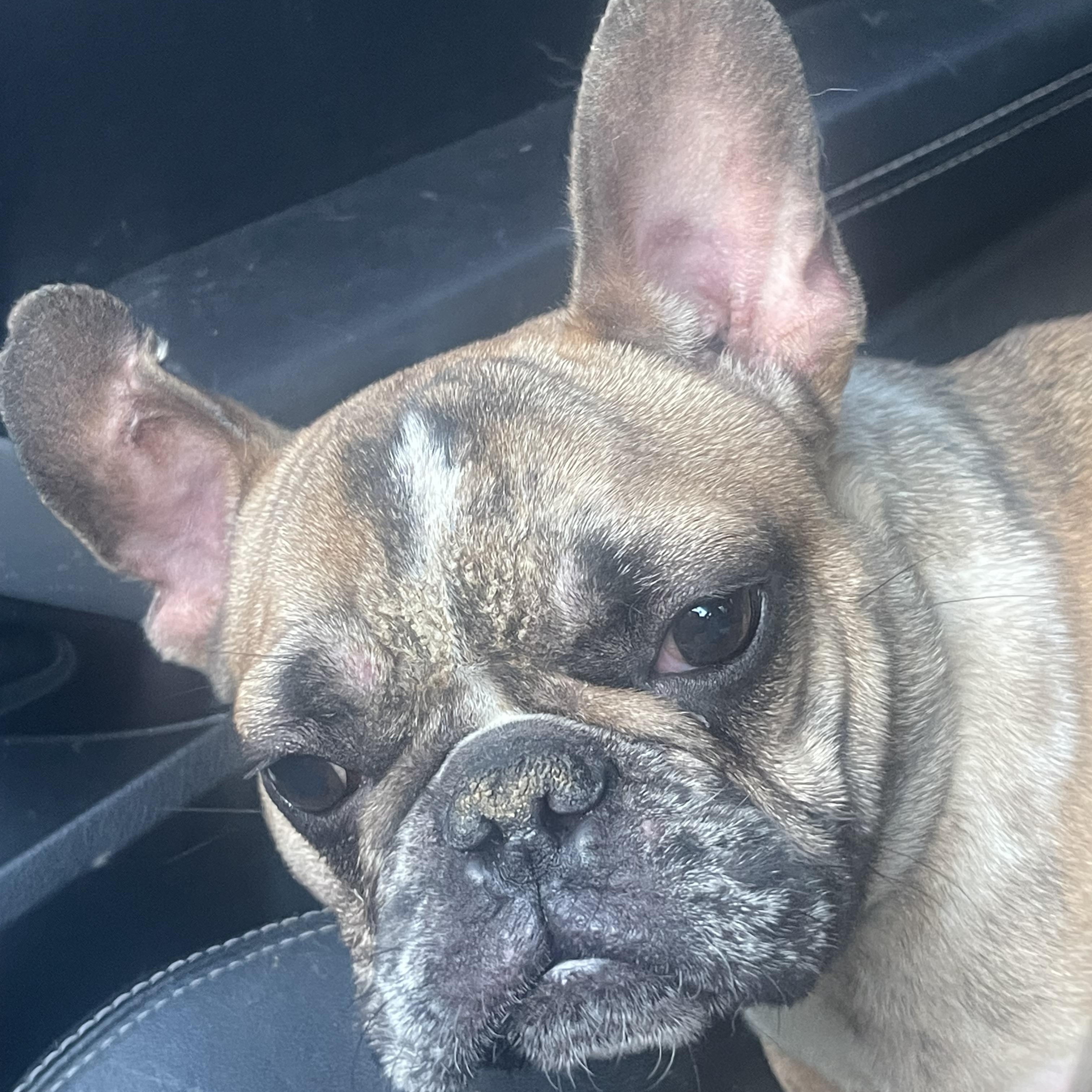Enlarge Vincent , a ADOPTABLE French Bulldog in Northlake, IL image 1/5