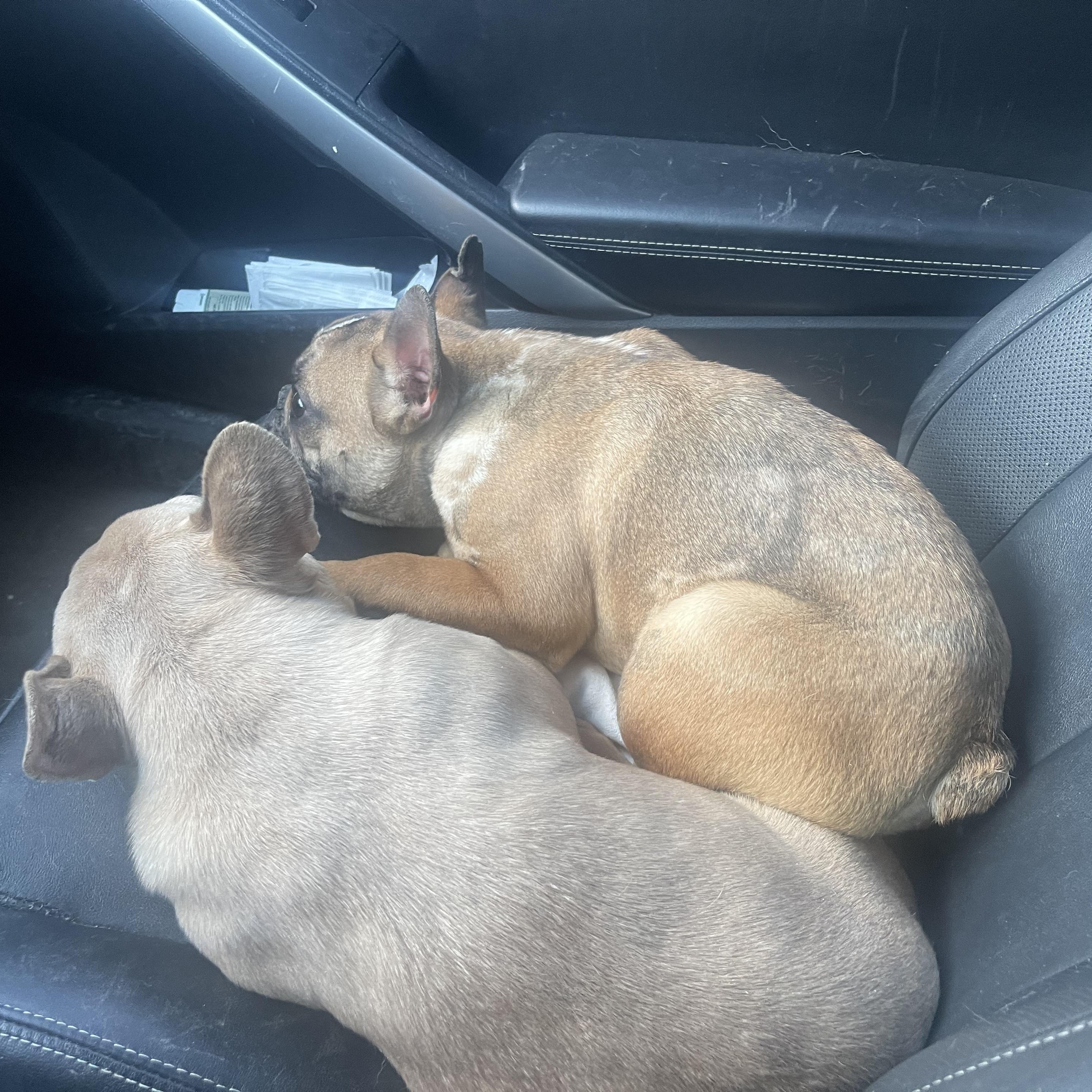 Enlarge Vincent , a ADOPTABLE French Bulldog in Northlake, IL image 2/5