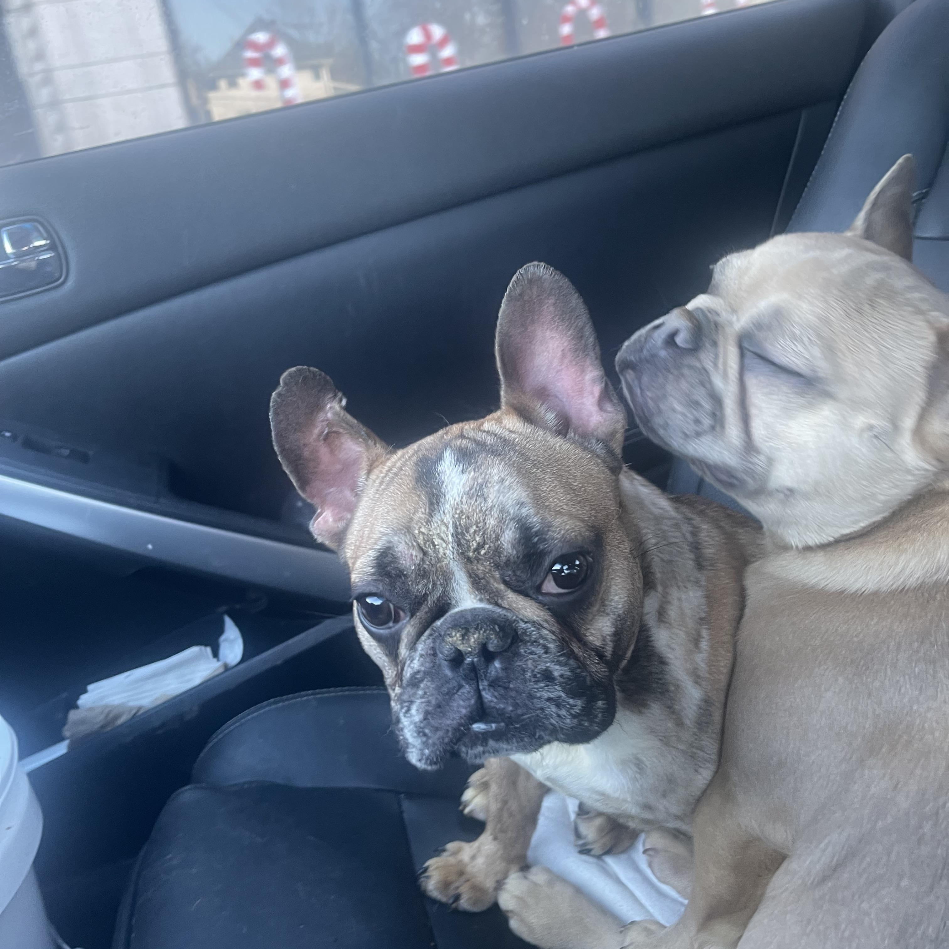 Enlarge Vincent , a ADOPTABLE French Bulldog in Northlake, IL image 4/5