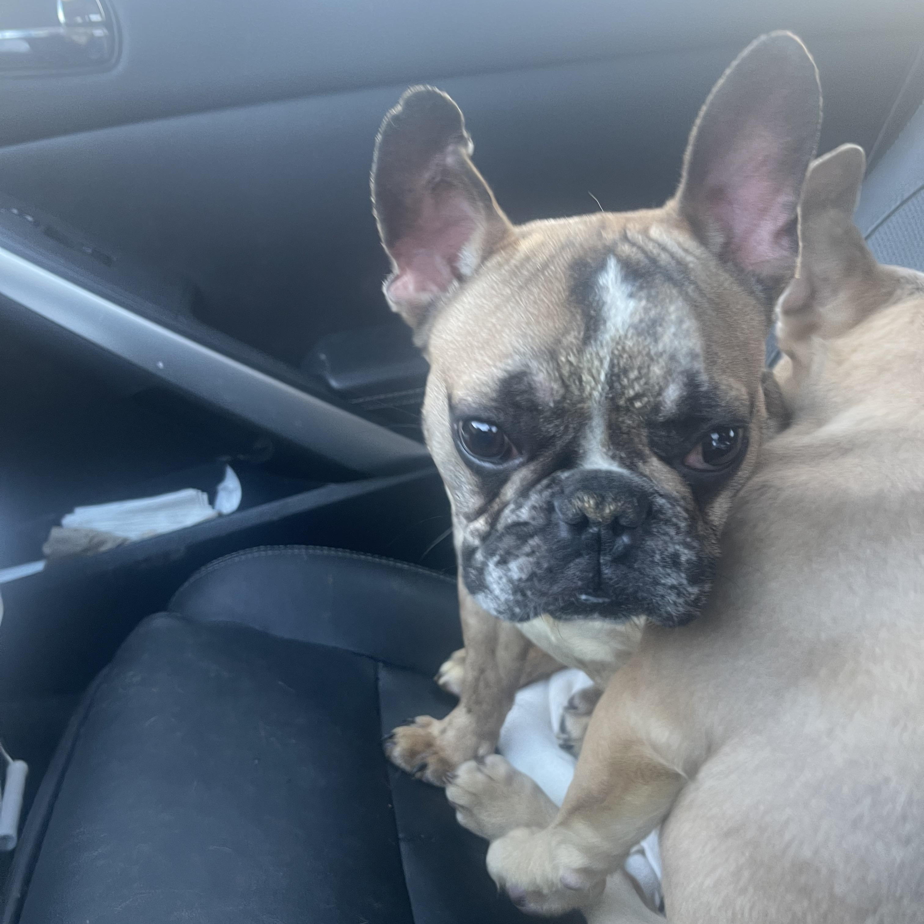 Enlarge Vincent , a ADOPTABLE French Bulldog in Northlake, IL image 5/5