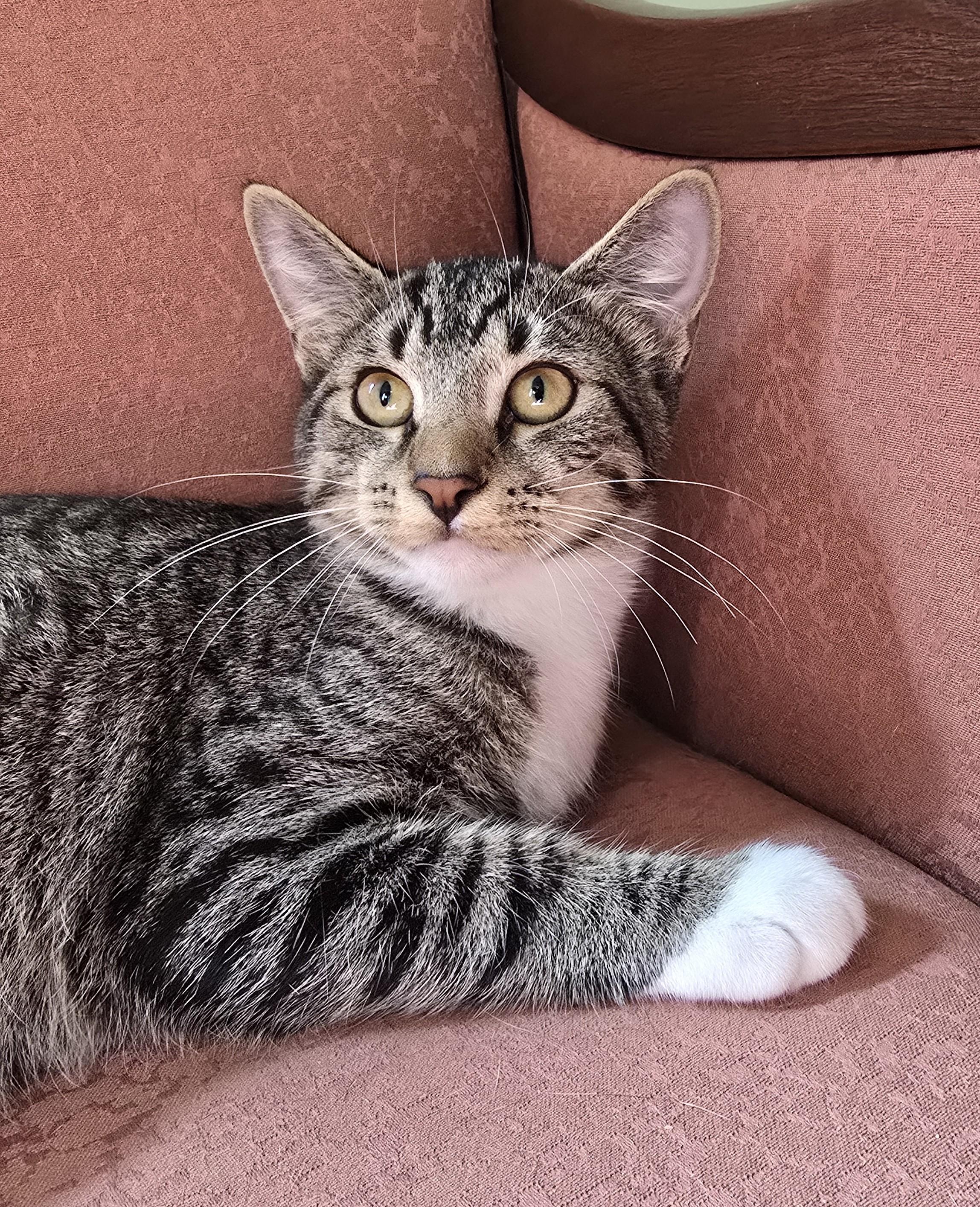 Anna, Adoptable, Kitten Female Domestic Short Hair.