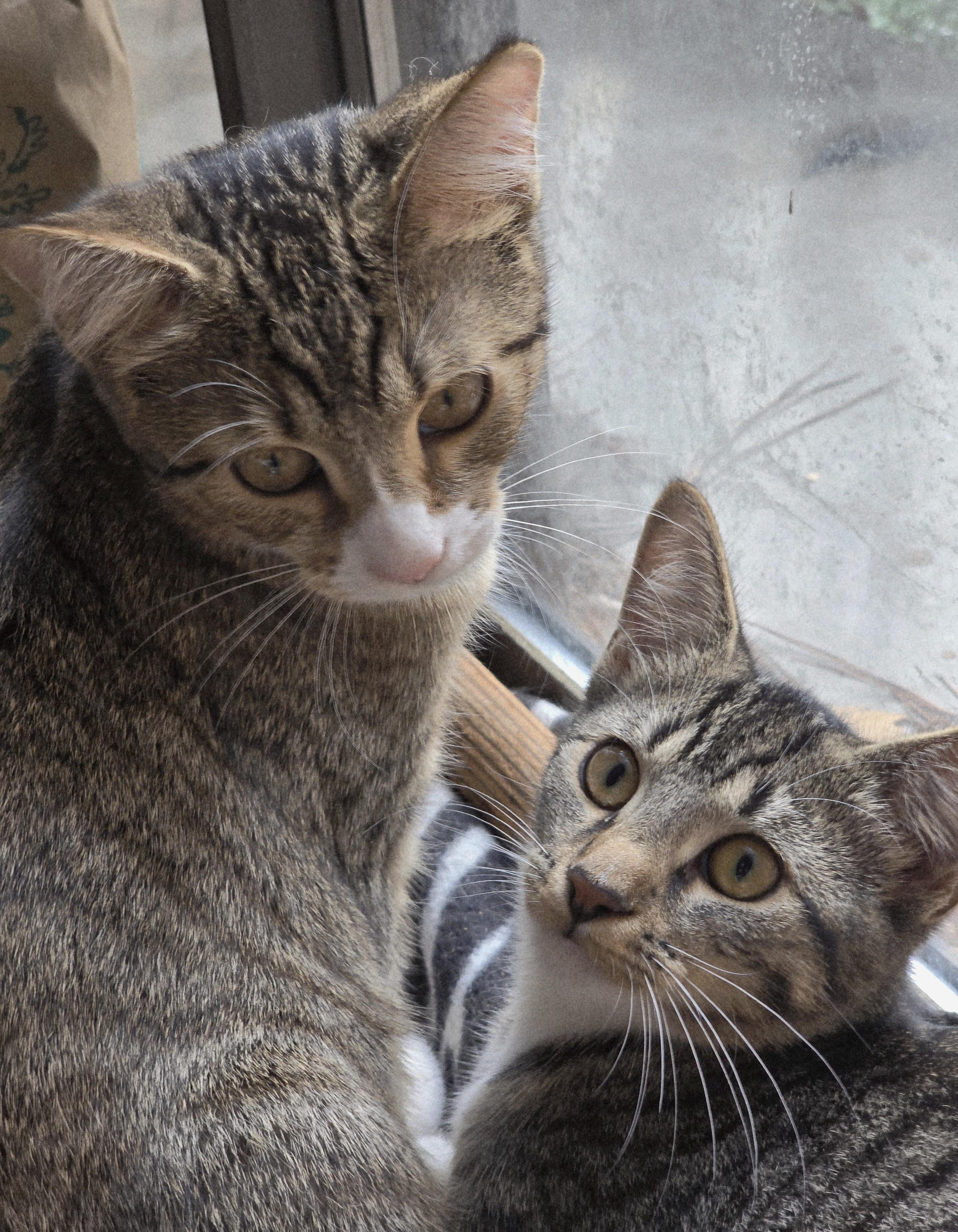 Enlarge Anna, a Adoptable Domestic Short Hair in Wilmington, NC image 2/2