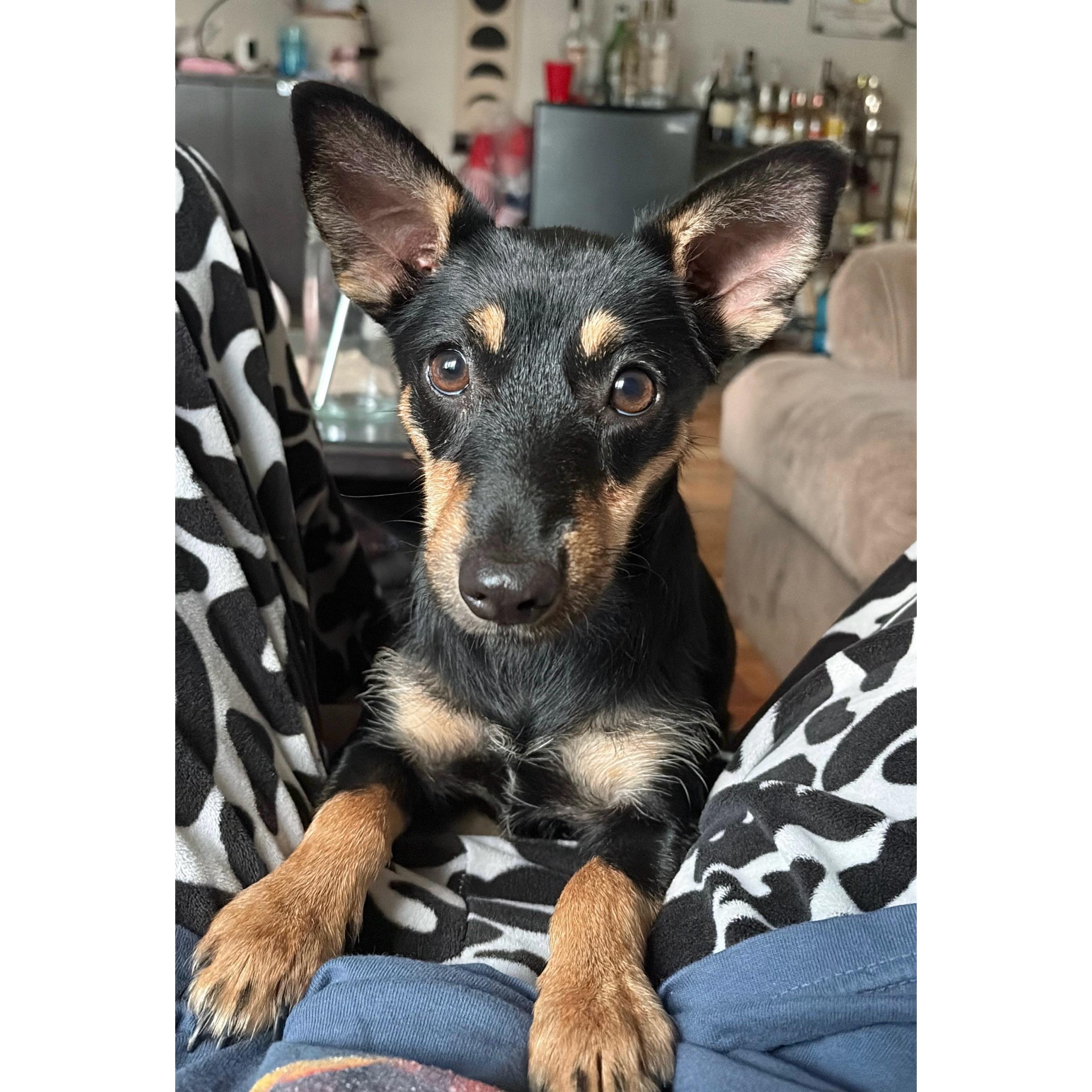 Pepper, ADOPTABLE, Young Female Chihuahua & Rat Terrier.