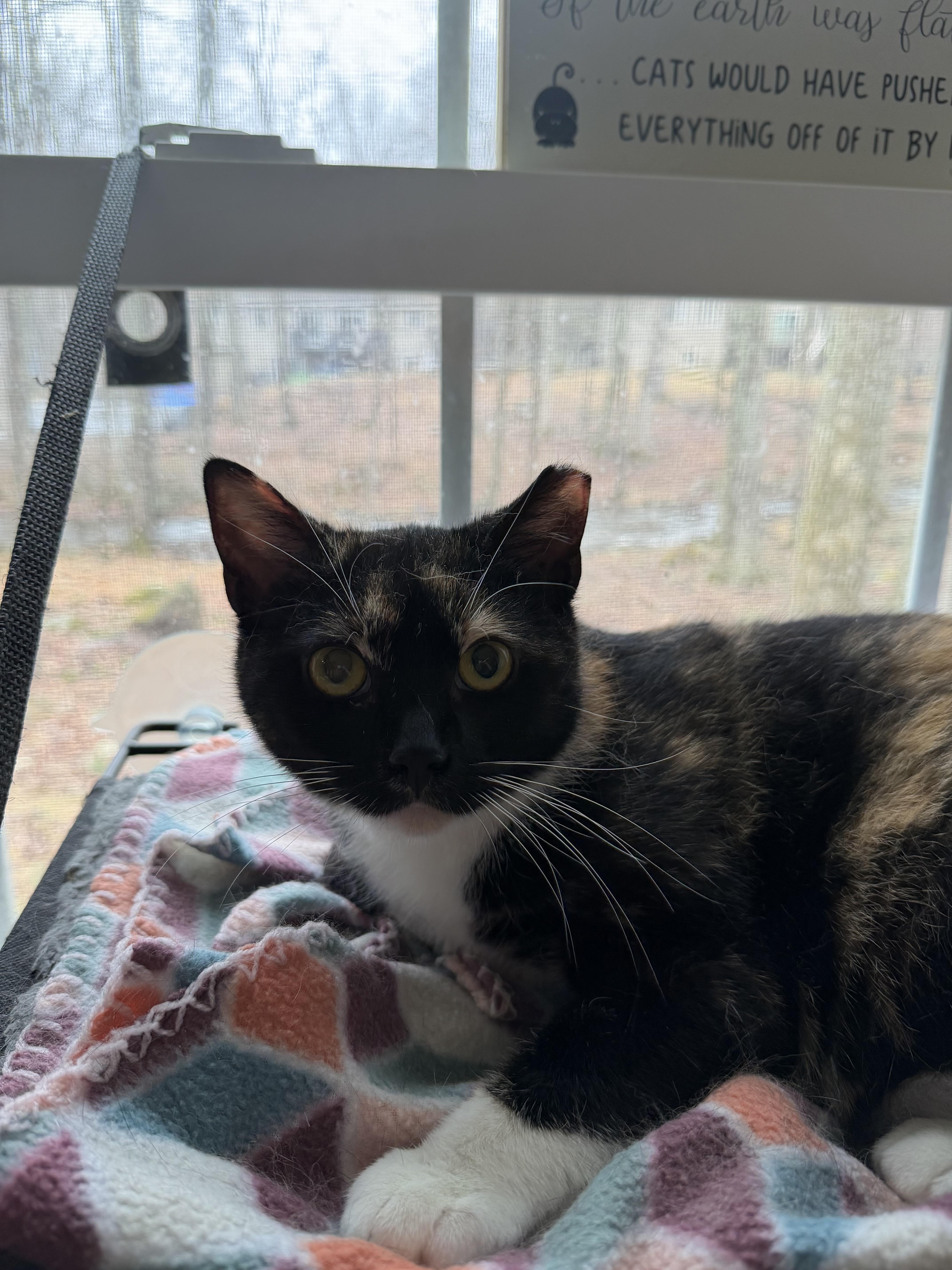 Jackie, ADOPTABLE, Kitten Female Calico.