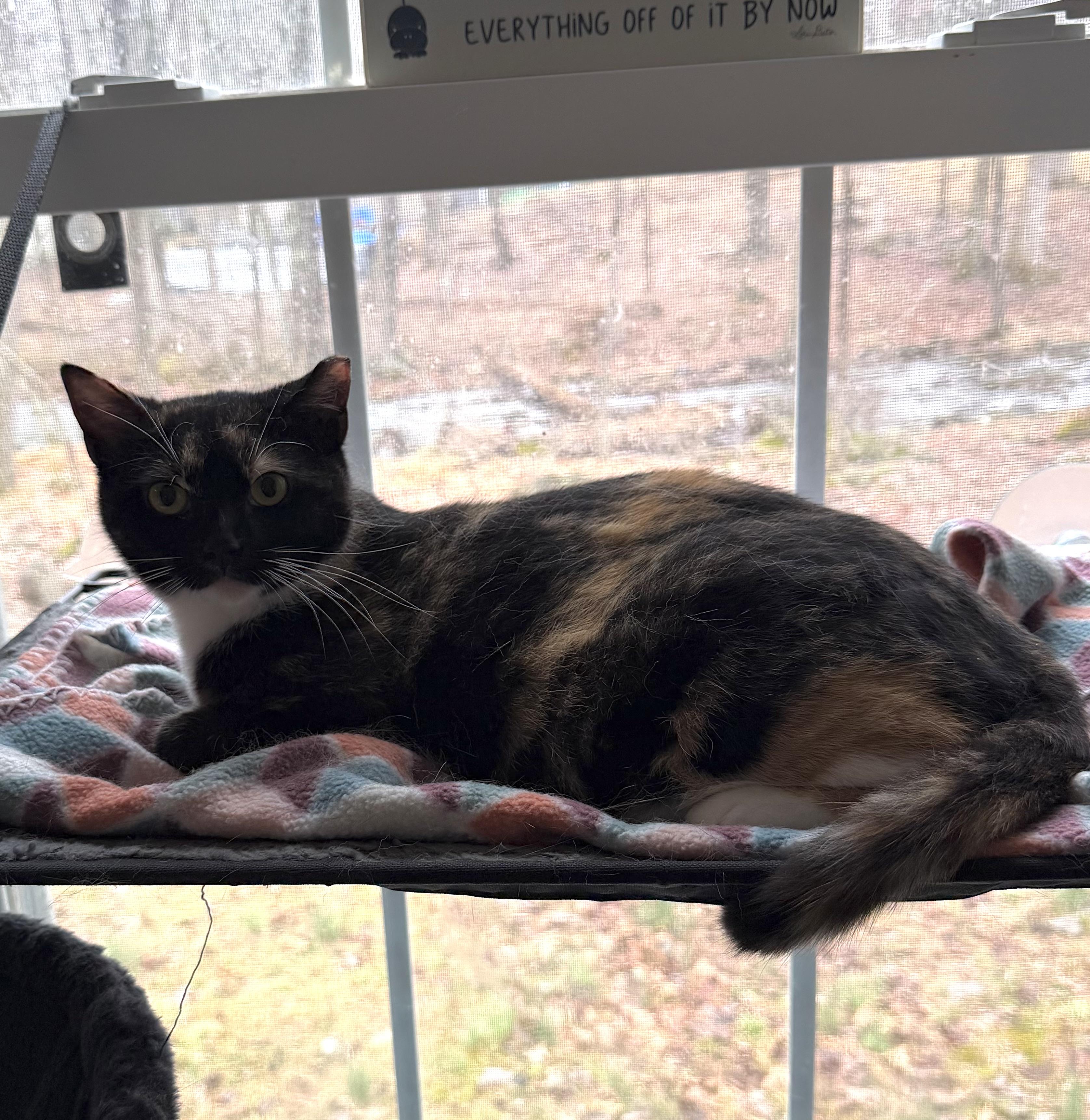 Enlarge Jackie, a ADOPTABLE Calico in East Stroudsburg, PA image 3/4