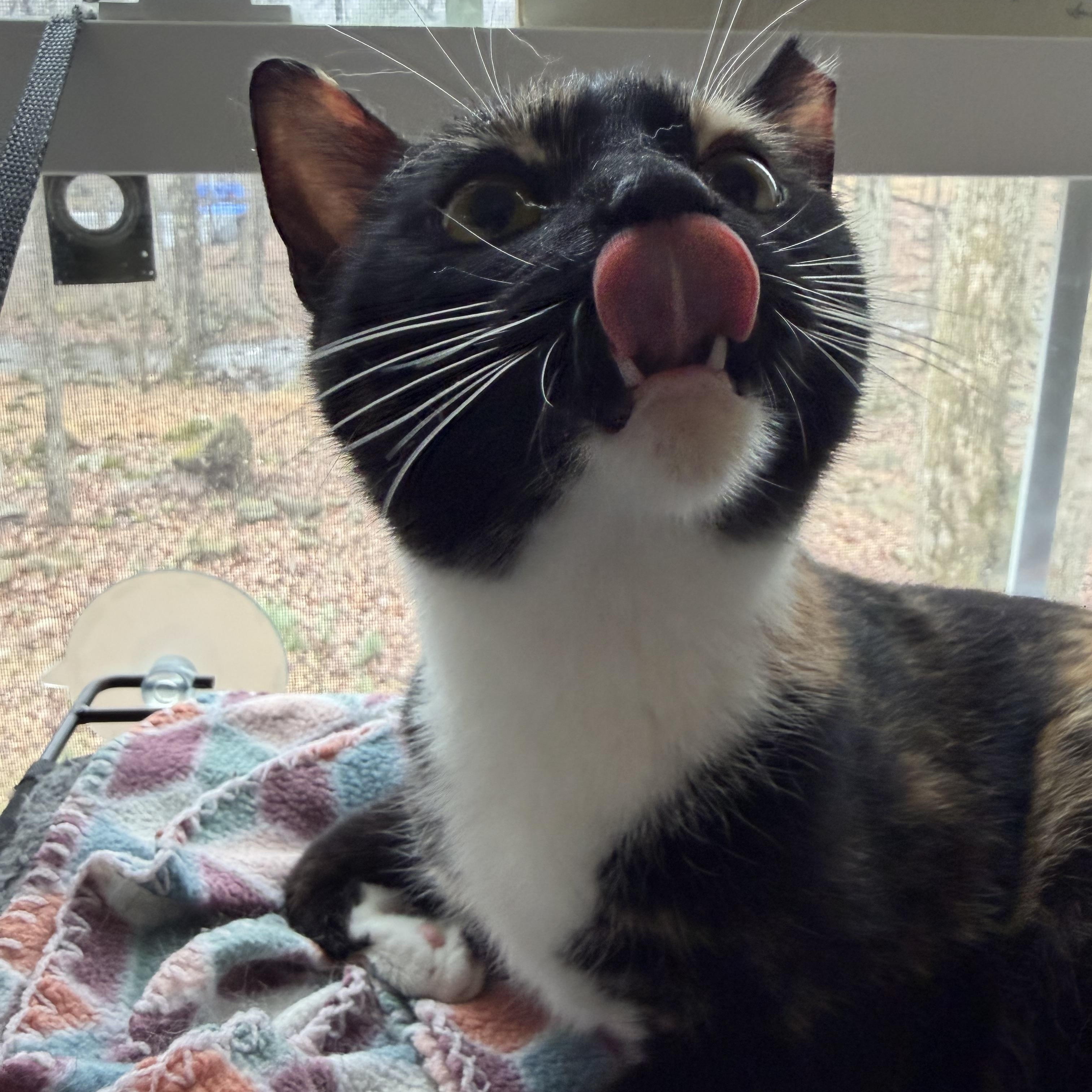 Enlarge Jackie, a ADOPTABLE Calico in East Stroudsburg, PA image 2/4