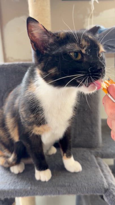 Enlarge Jackie, a ADOPTABLE Calico in East Stroudsburg, PA video 4/4