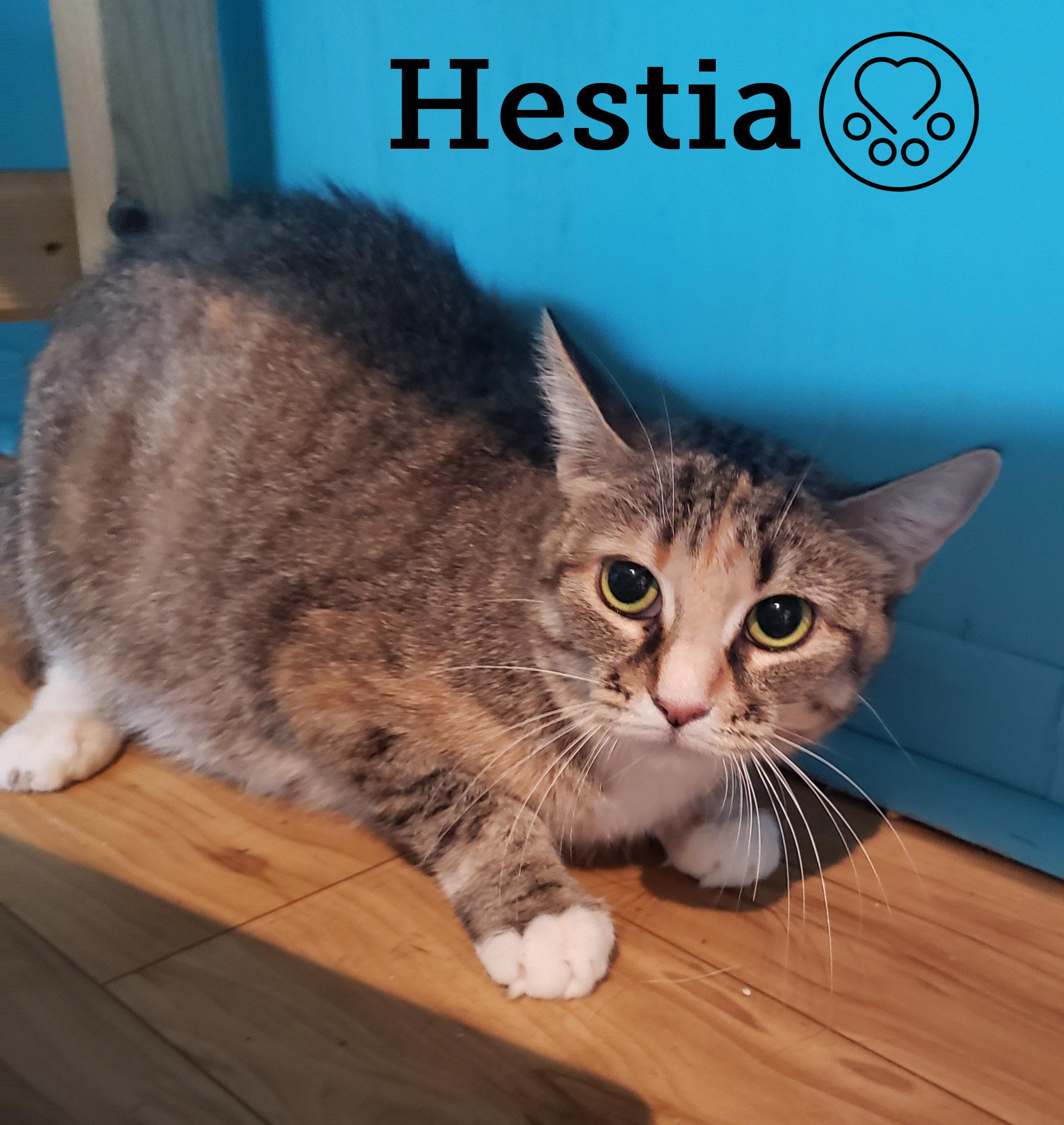 Hestia, ADOPTABLE, Adult Female Domestic Short Hair.