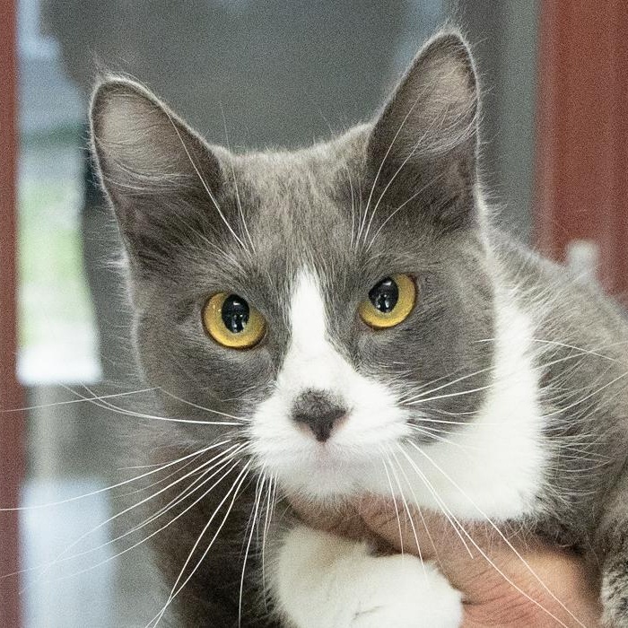 Danger, an adopted Domestic Short Hair in Slidell, LA image 1/2