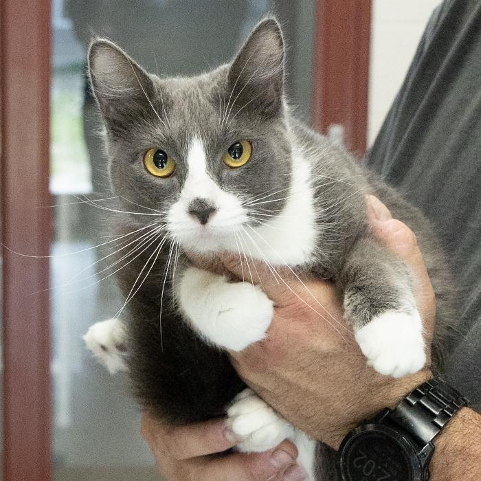 Danger, an adopted Domestic Short Hair in Slidell, LA image 2/2