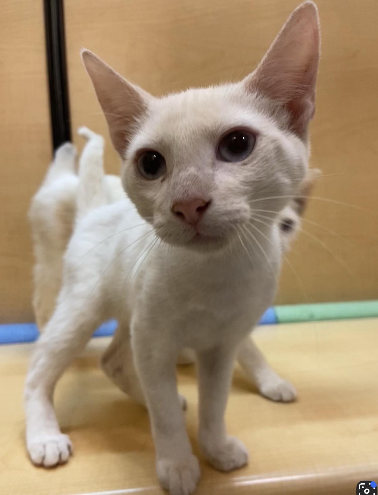 Enlarge Crimson and Cupid, an adoptable Siamese in Austin, TX image 5/6