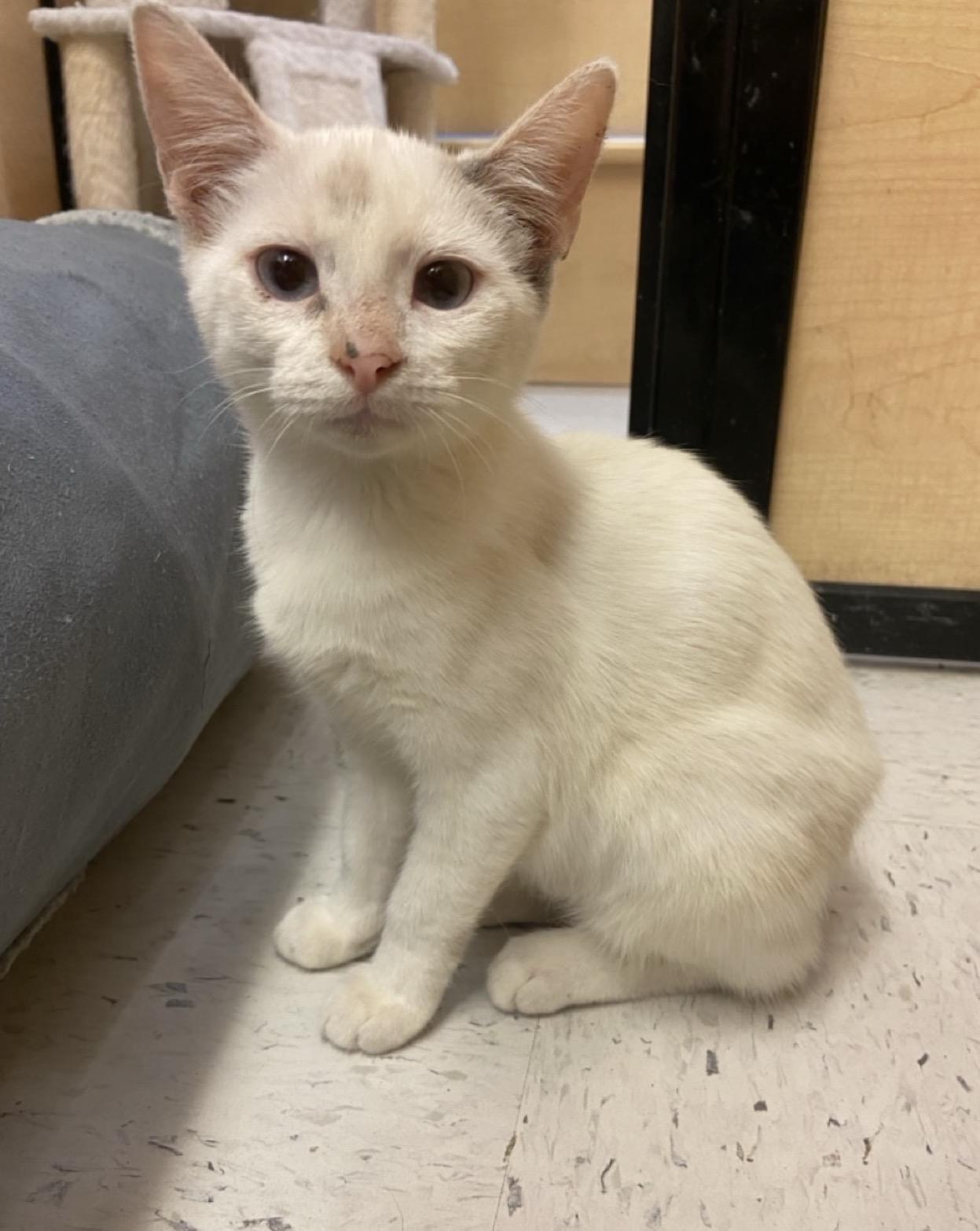 Enlarge Crimson and Cupid, an adoptable Siamese in Austin, TX image 2/6