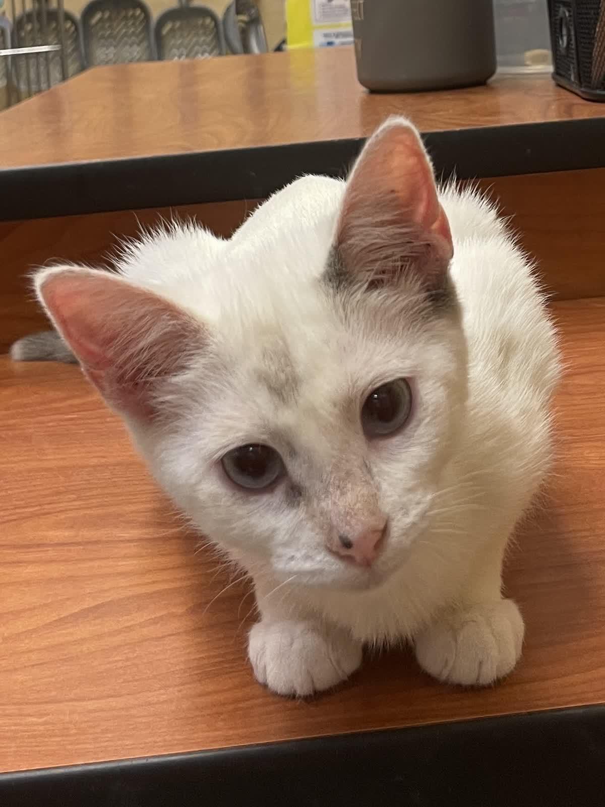Enlarge Crimson and Cupid, an adoptable Siamese in Austin, TX image 4/6
