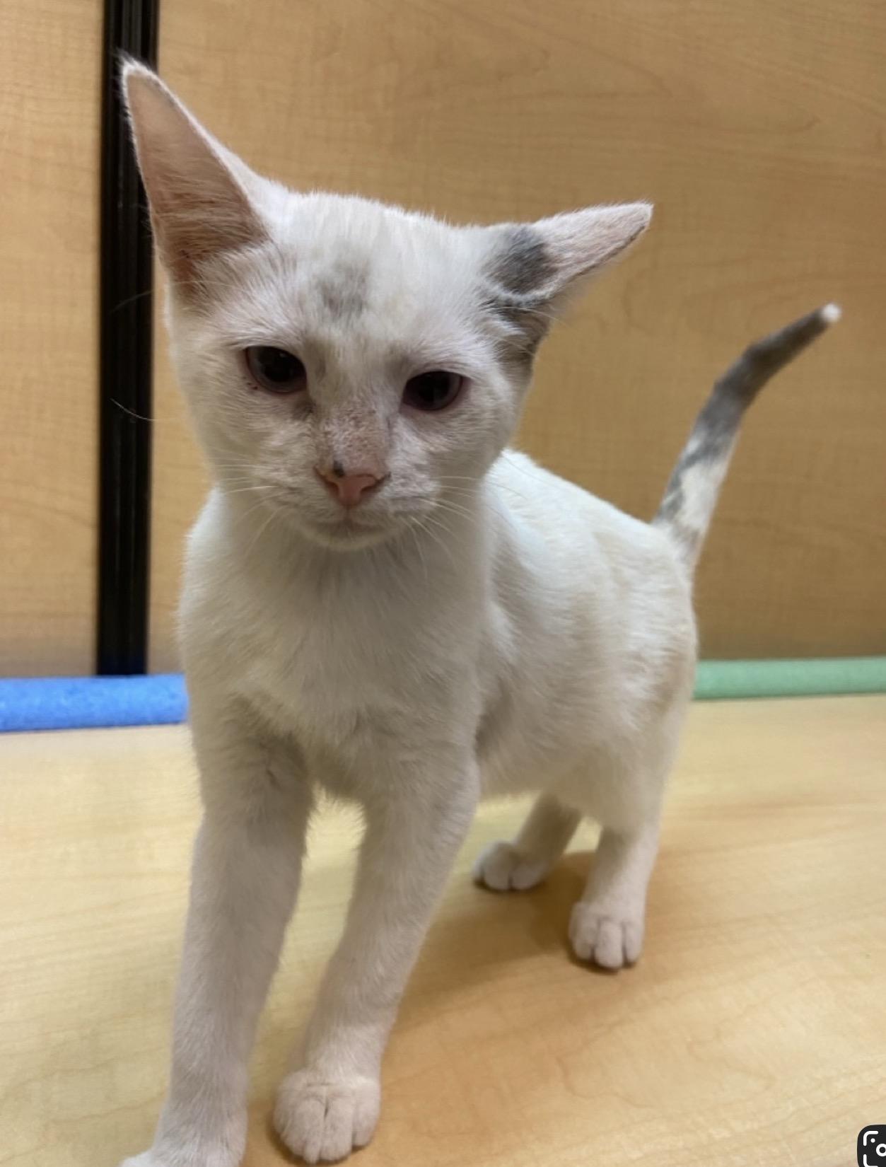Enlarge Crimson and Cupid, an adoptable Siamese in Austin, TX image 3/6
