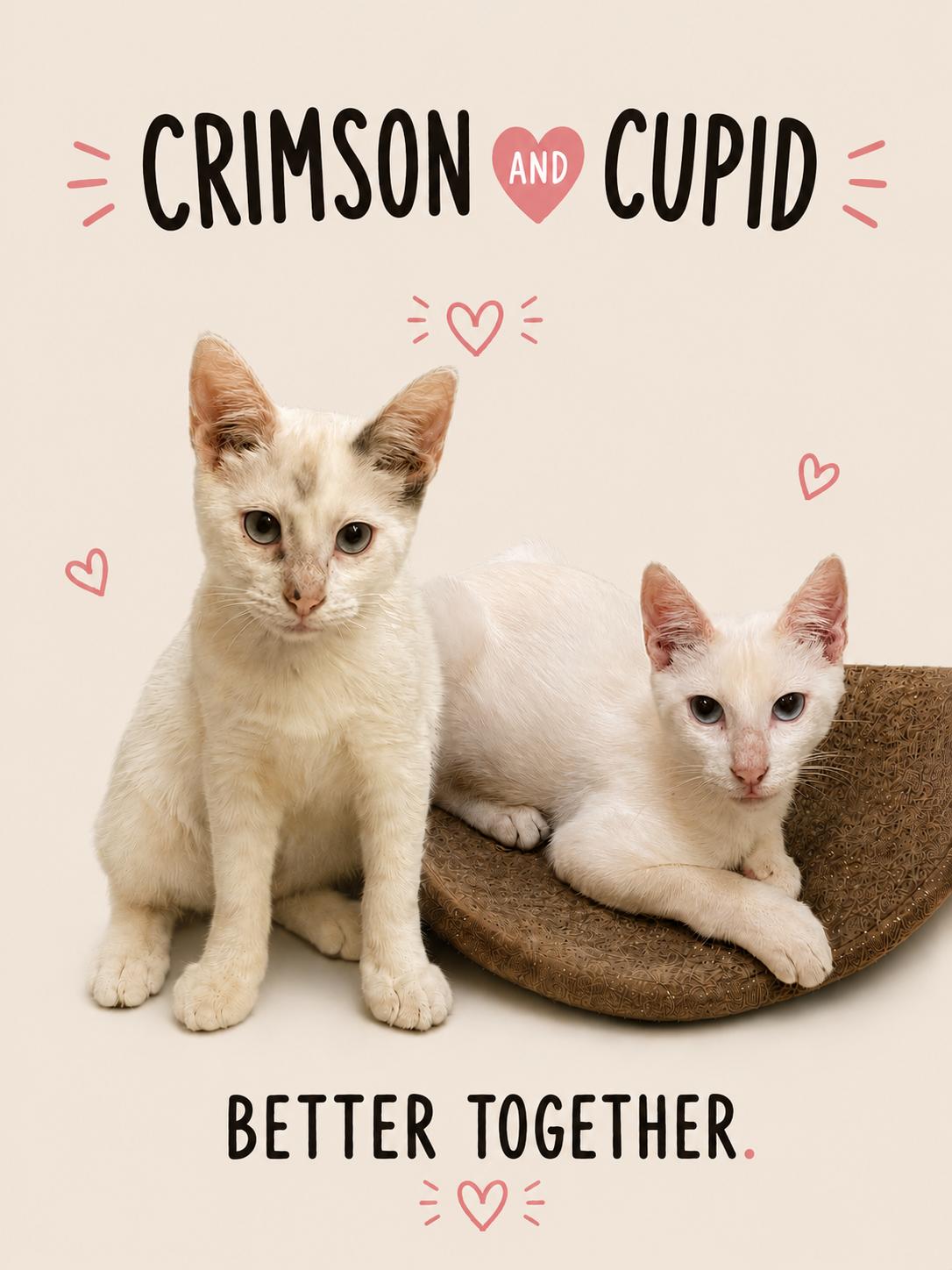Enlarge Crimson and Cupid, an adoptable Siamese in Austin, TX image 6/6