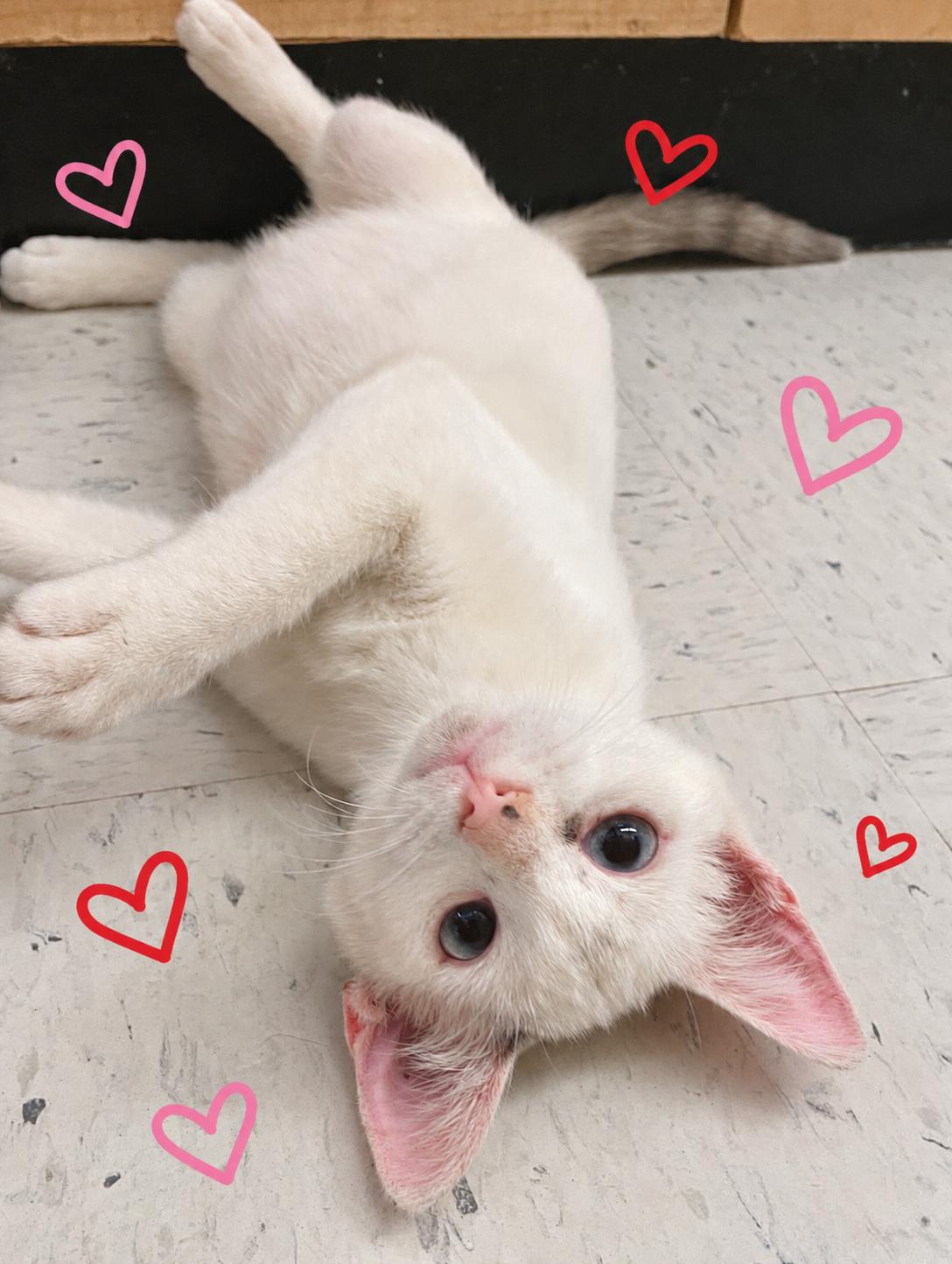 Enlarge Crimson and Cupid, an adoptable Siamese in Austin, TX image 1/6