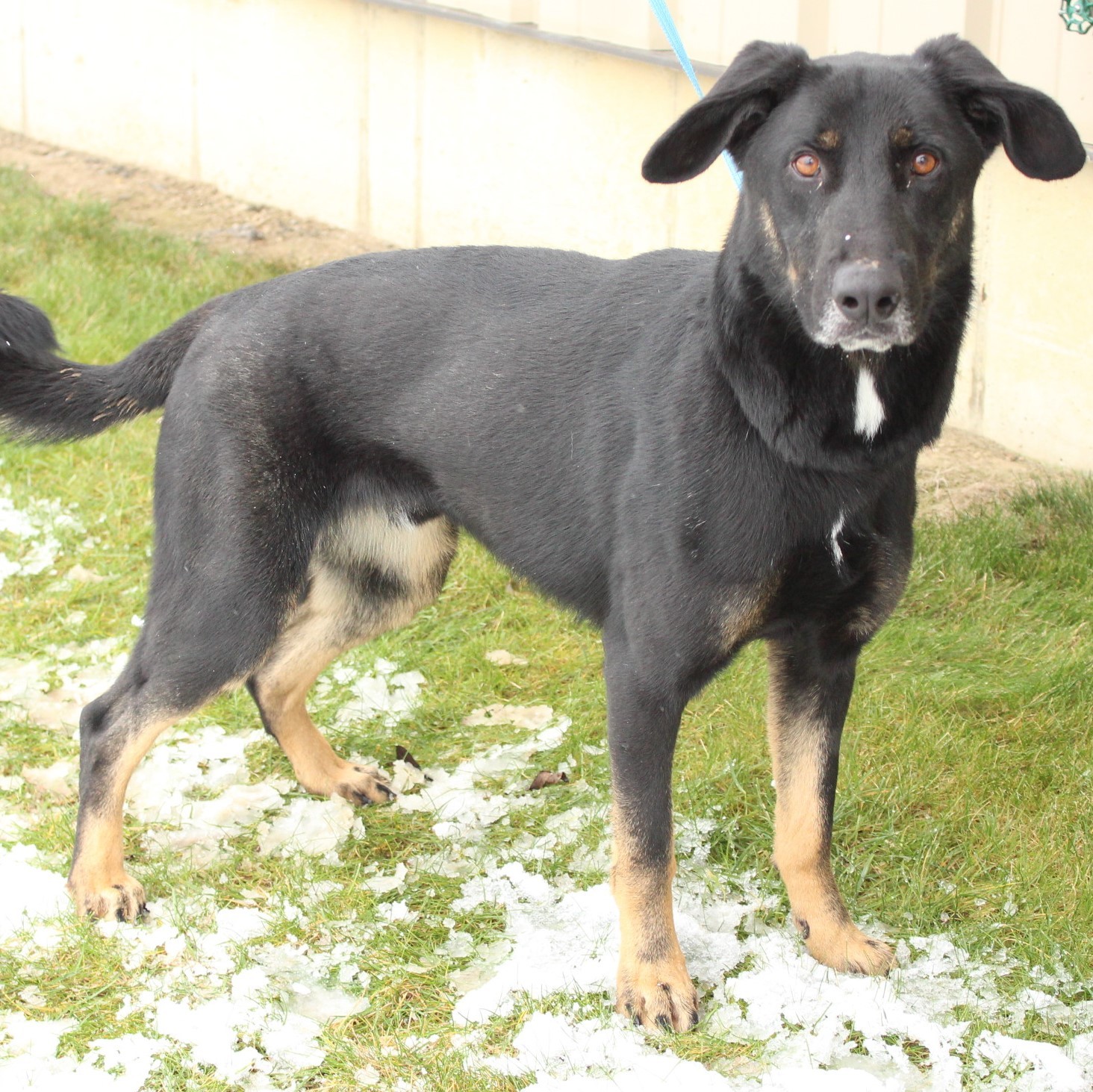 Enlarge Bo, a Adoptable Shepherd in Eaton, OH image 8/12