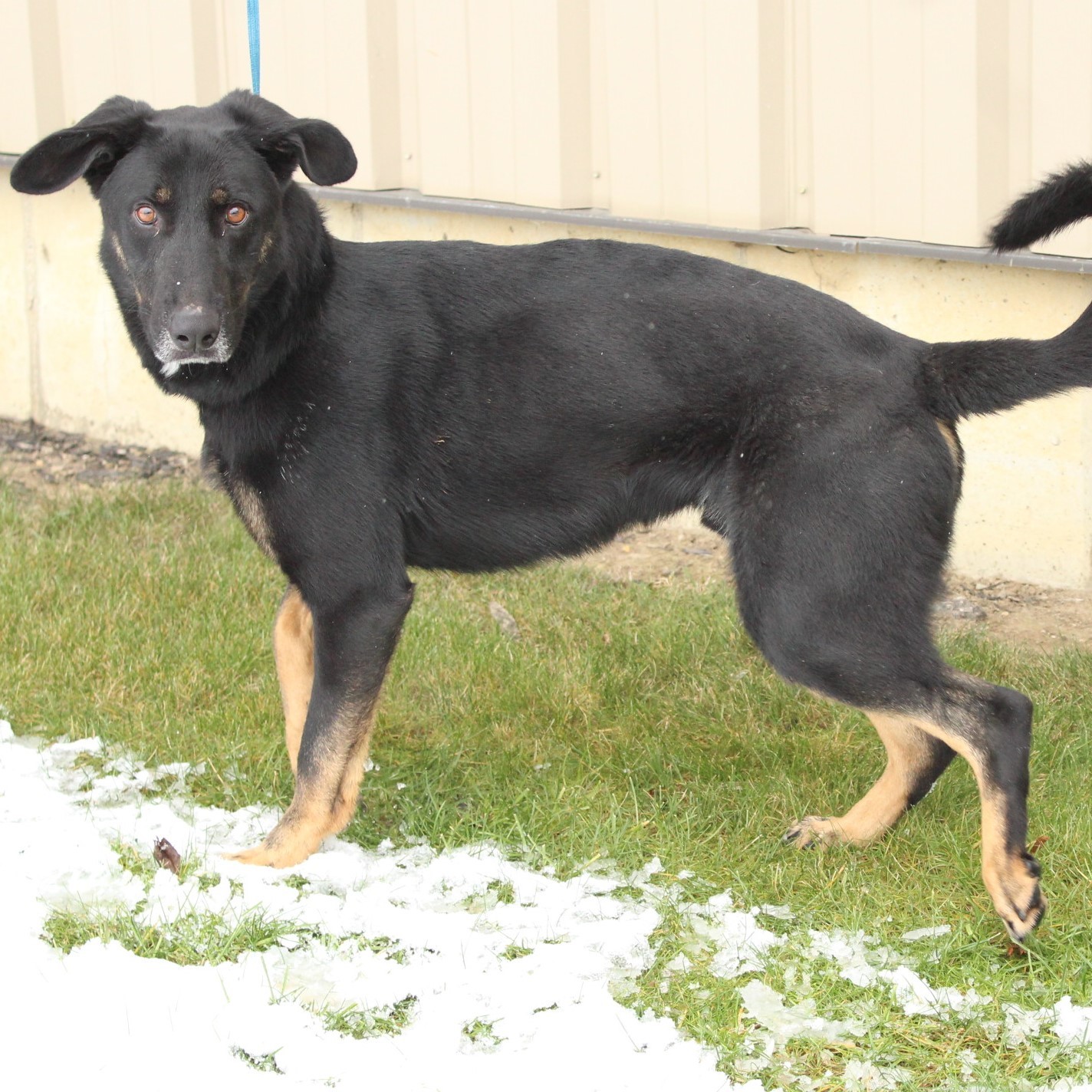Enlarge Bo, a Adoptable Shepherd in Eaton, OH image 9/12