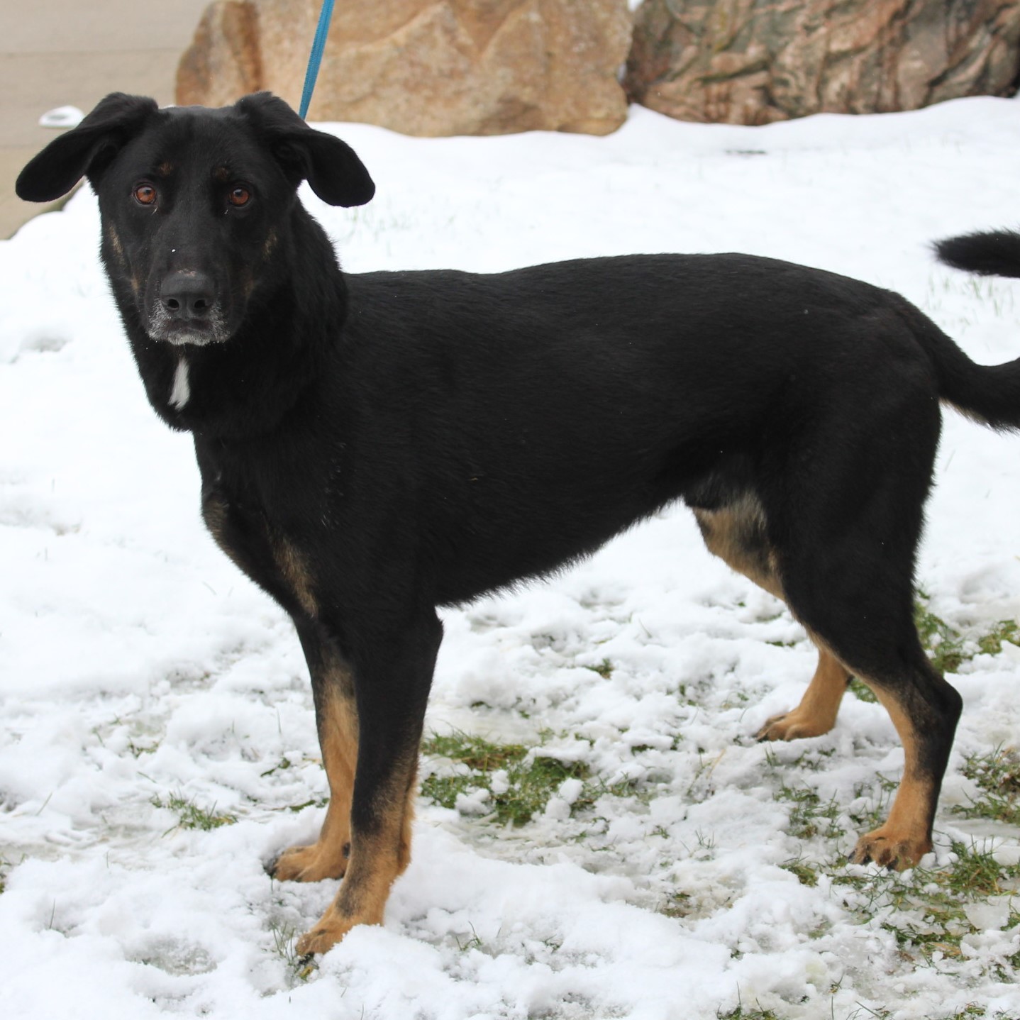 Enlarge Bo, a Adoptable Shepherd in Eaton, OH image 10/12