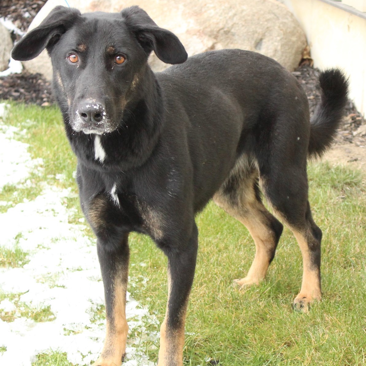 Enlarge Bo, a Adoptable Shepherd in Eaton, OH image 11/12