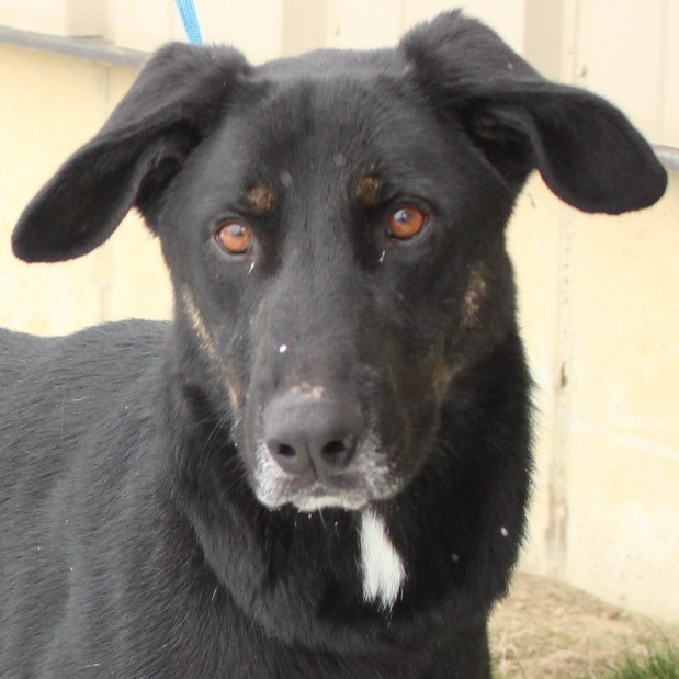 Bo, Adoptable, Young Male Shepherd.
