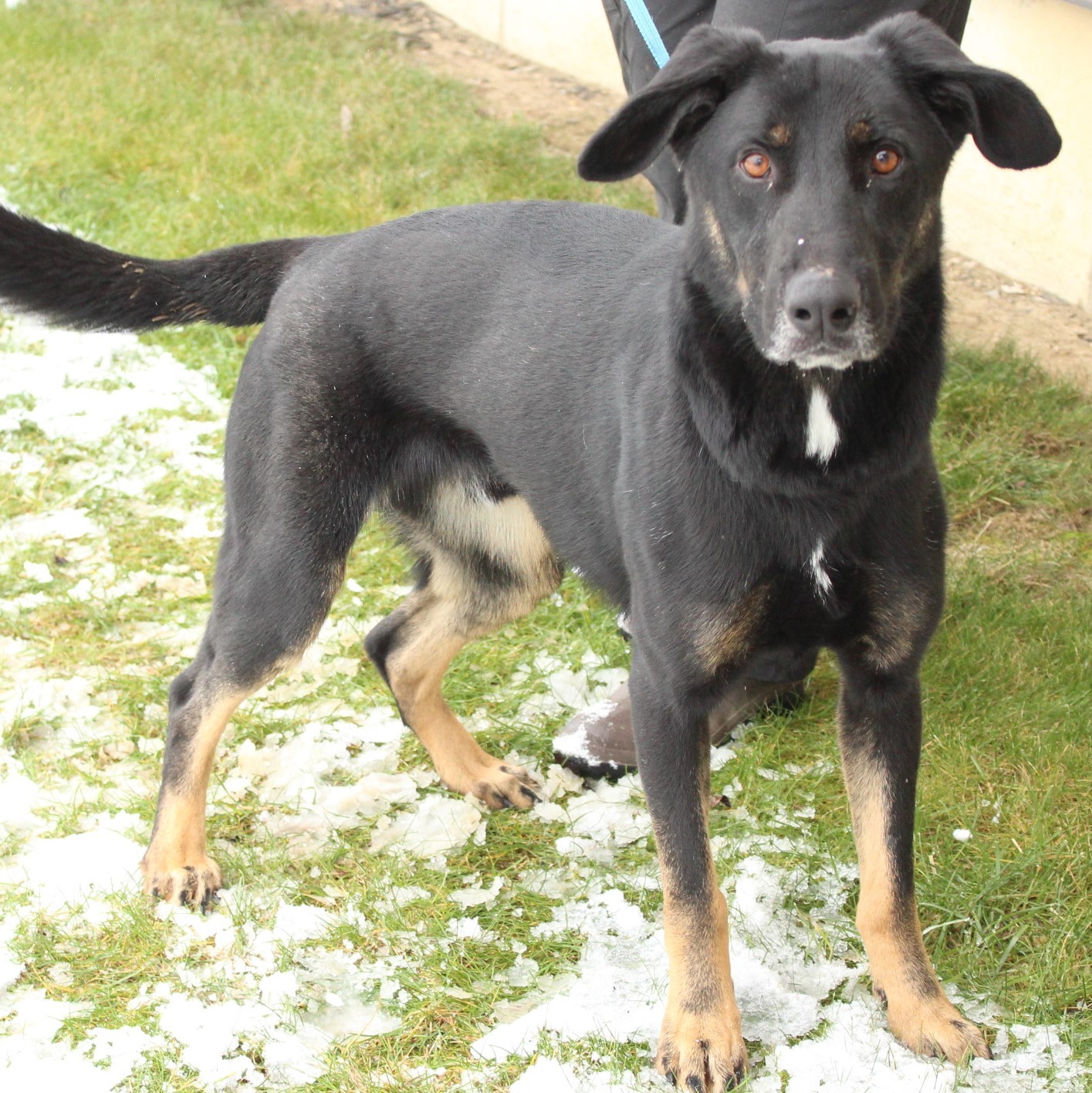 Enlarge Bo, a Adoptable Shepherd in Eaton, OH image 12/12