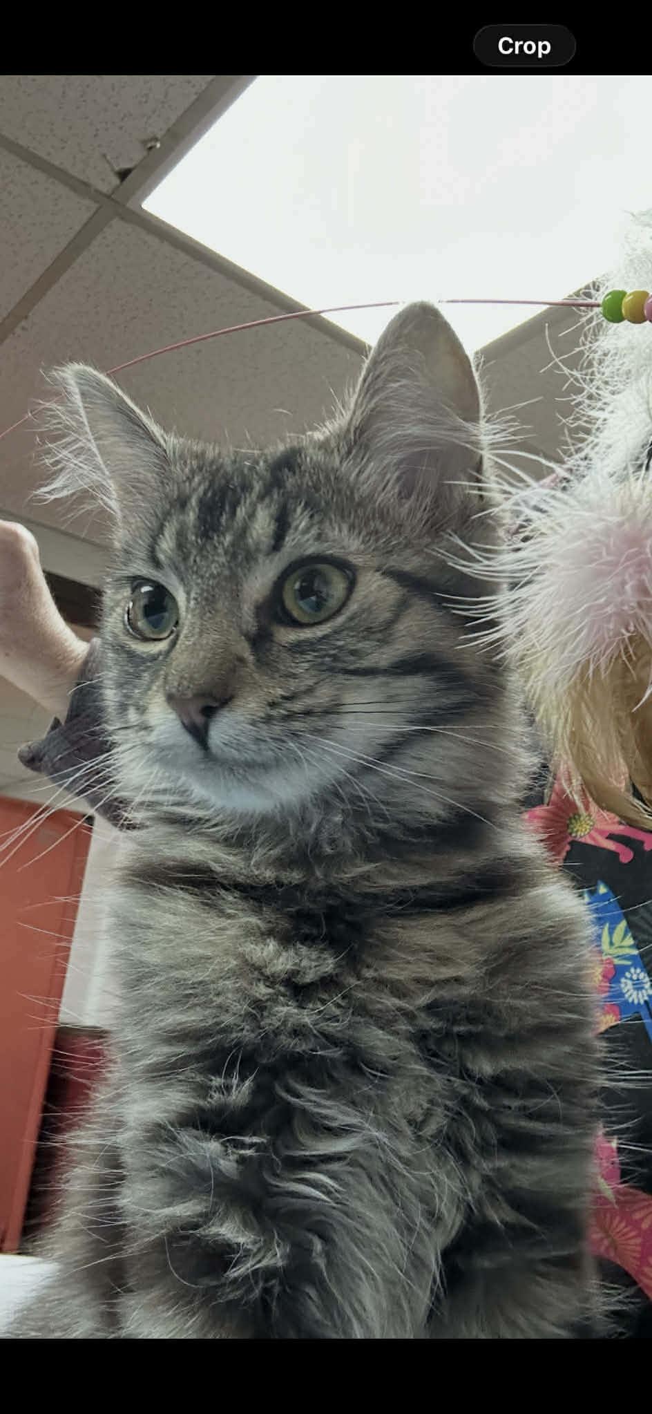 Enlarge Freya, an adopted mixed breed in Smithfield, RI image 3/6