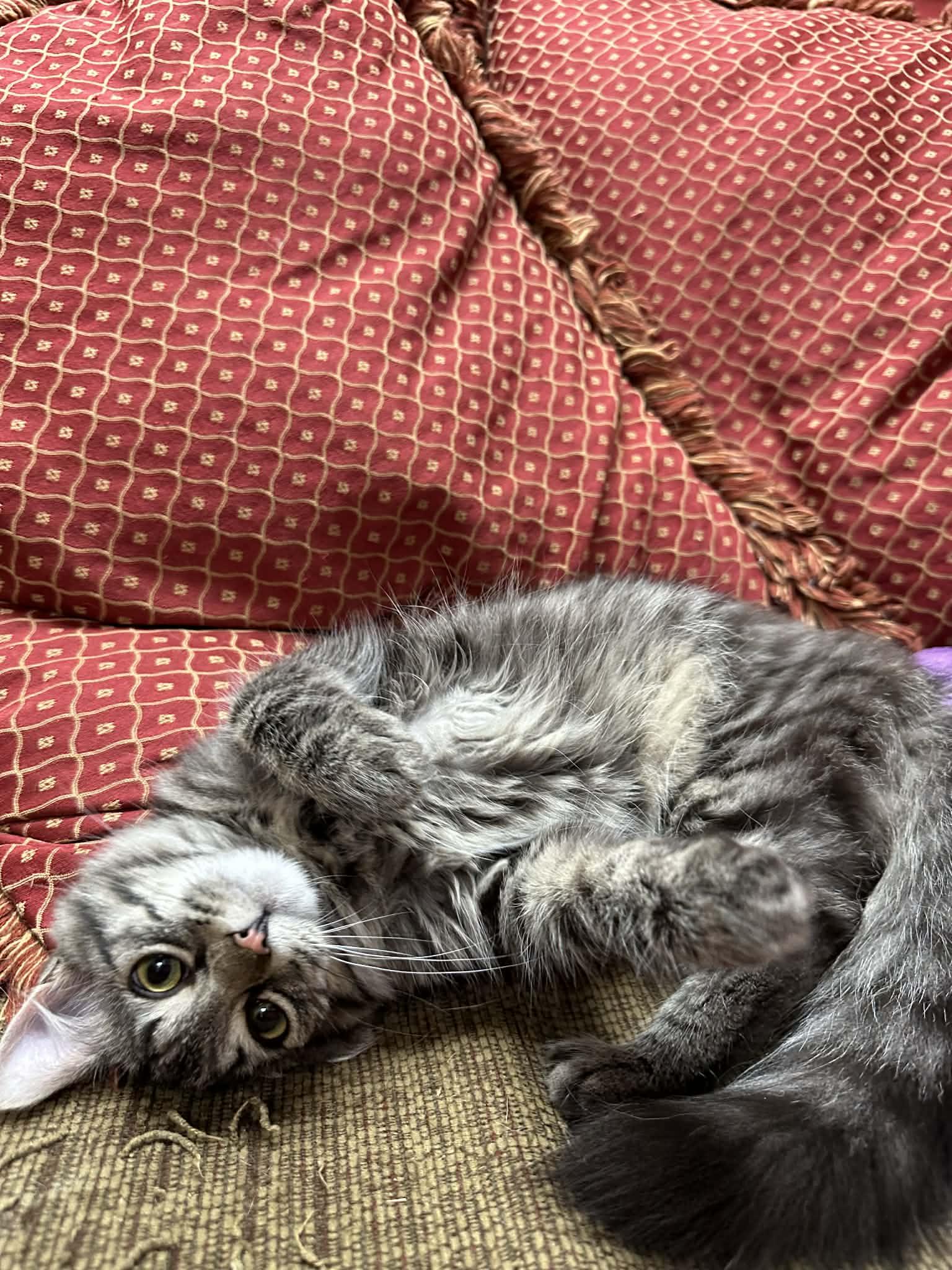 Enlarge Freya, an adopted mixed breed in Smithfield, RI image 5/6