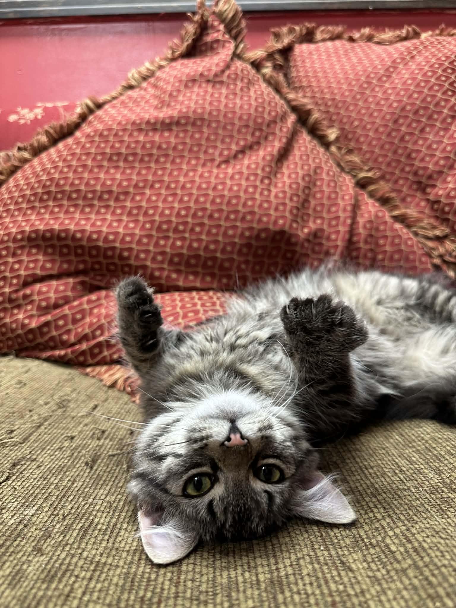 Enlarge Freya, an adopted mixed breed in Smithfield, RI image 6/6