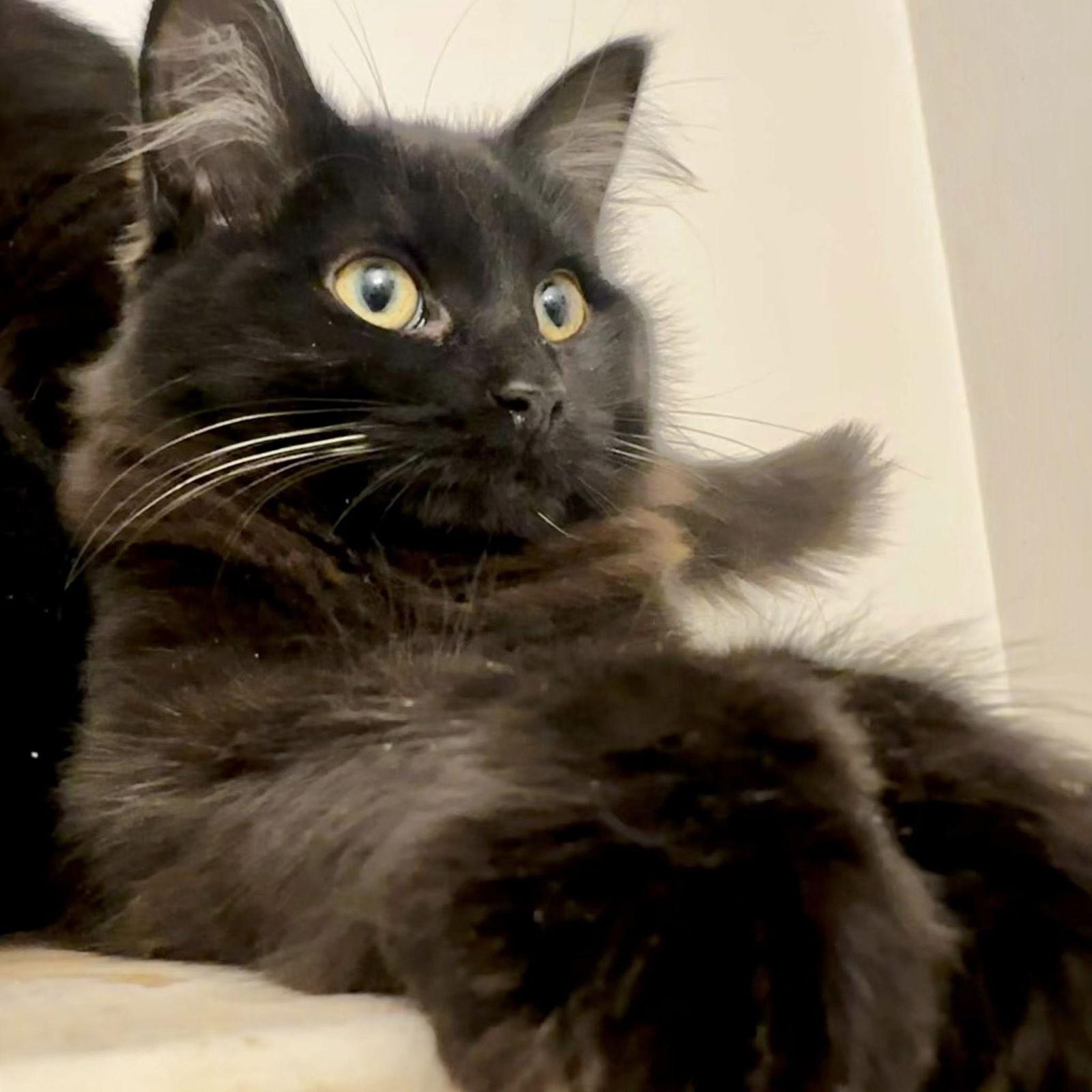 Enlarge Minerva, a Adoptable Domestic Short Hair in Orleans, ON image 2/3