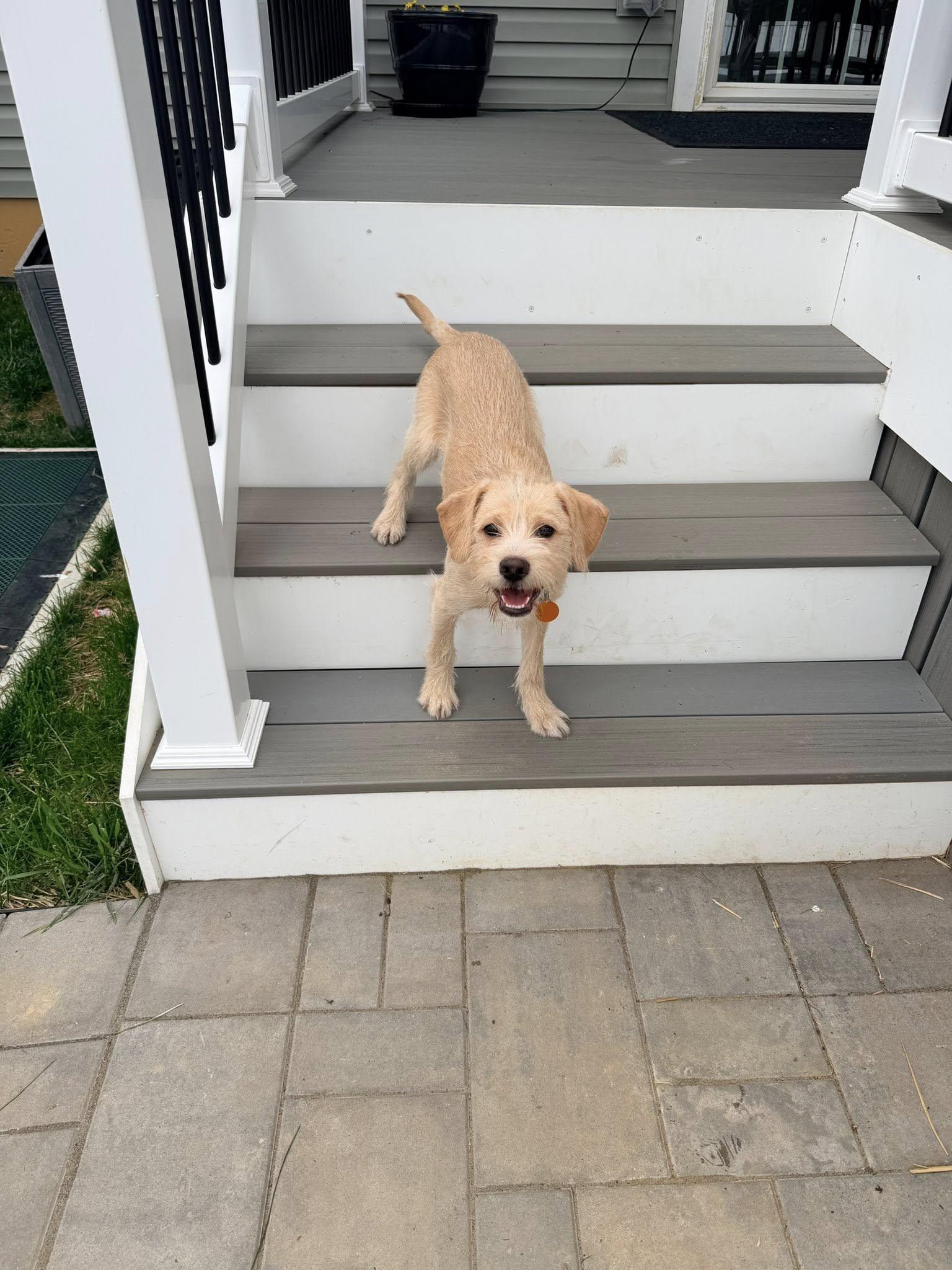 Sully, an adopted mixed breed in Breinigsville, PA image 2/6