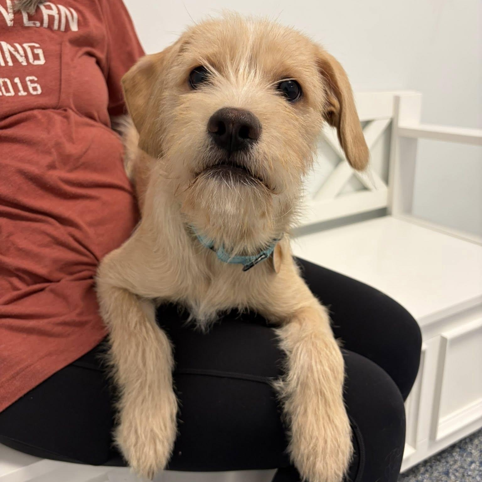 Sully, an adopted mixed breed in Breinigsville, PA image 1/6