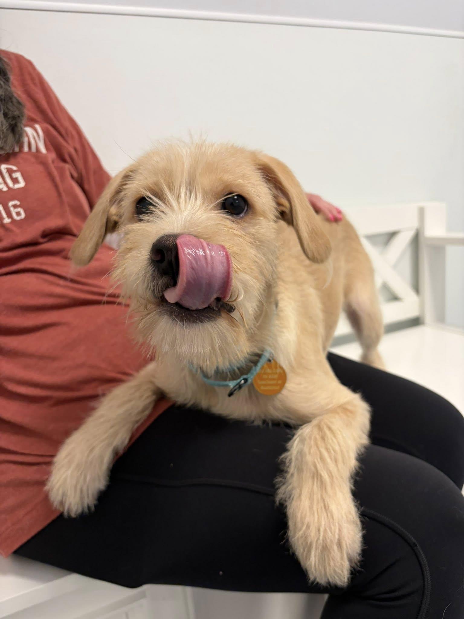 Sully, an adopted mixed breed in Breinigsville, PA image 5/6