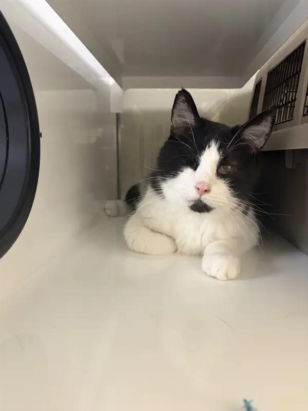 Jaws, Adoptable, Senior Male Domestic Short Hair.
