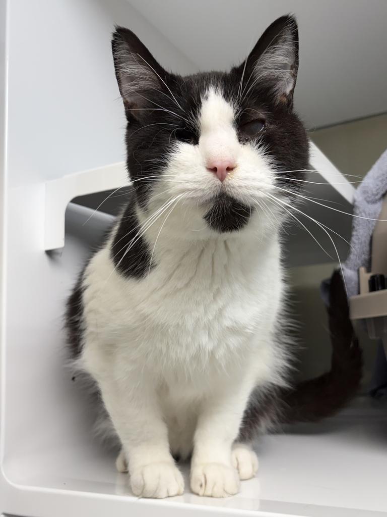 Enlarge Jaws, a Adoptable mixed breed in Saint Paul, MN image 2/4