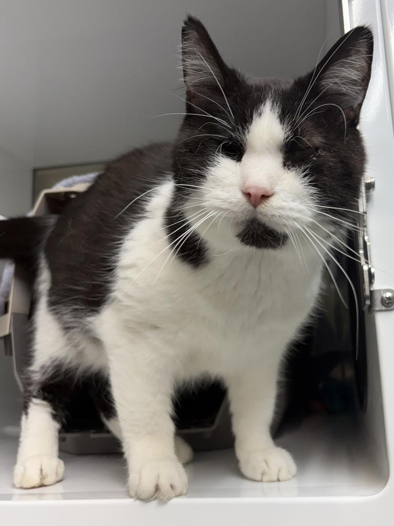 Enlarge Jaws, a Adoptable mixed breed in Saint Paul, MN image 4/4