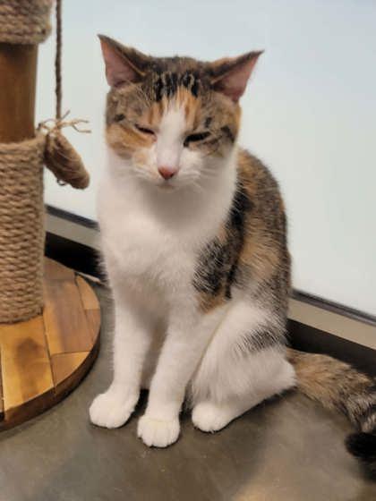 Enlarge Comet, a ADOPTABLE mixed breed in DeKalb, IL image 3/3