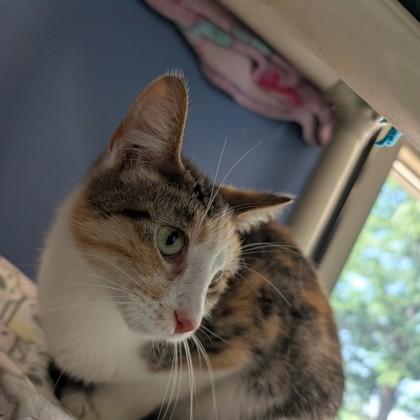 Enlarge Comet, a ADOPTABLE mixed breed in DeKalb, IL image 2/3