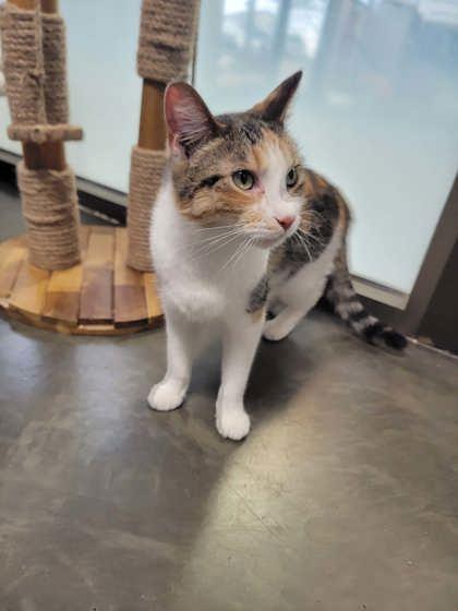 Comet, ADOPTABLE, Adult Female Domestic Short Hair.