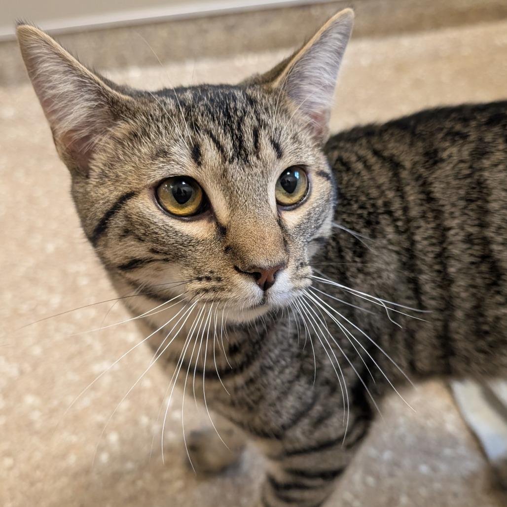 O'Malley, Adoptable, Young Male Domestic Short Hair.