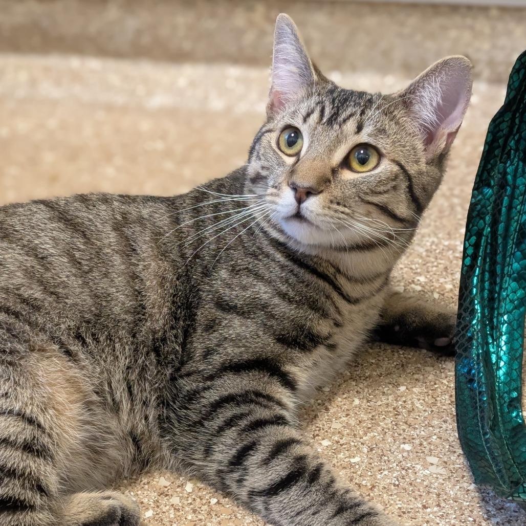 O'Malley, a Adoptable Domestic Short Hair in Sonoma, CA image 2/6