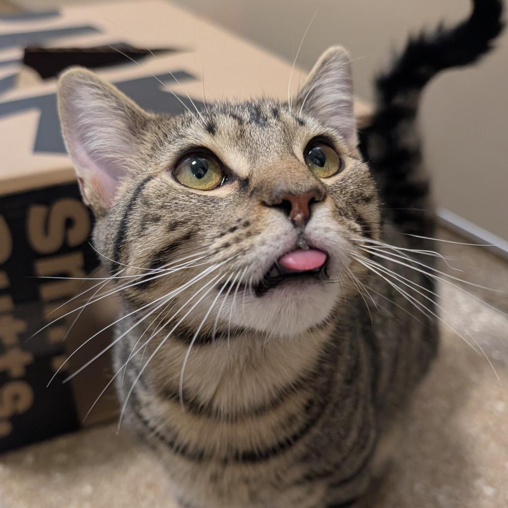 Enlarge O'Malley, a Adoptable Domestic Short Hair in Sonoma, CA image 2/4