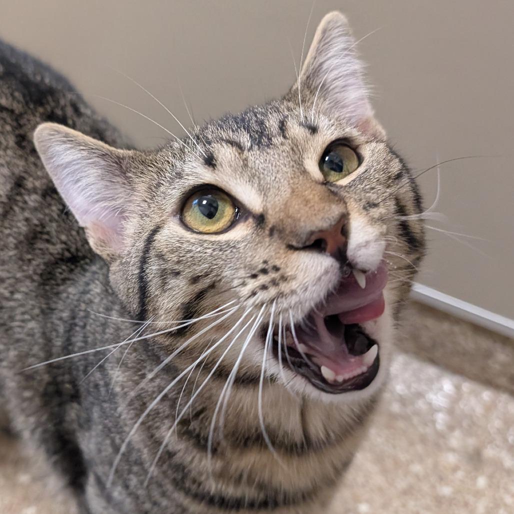 Enlarge O'Malley, a Adoptable Domestic Short Hair in Sonoma, CA image 3/4