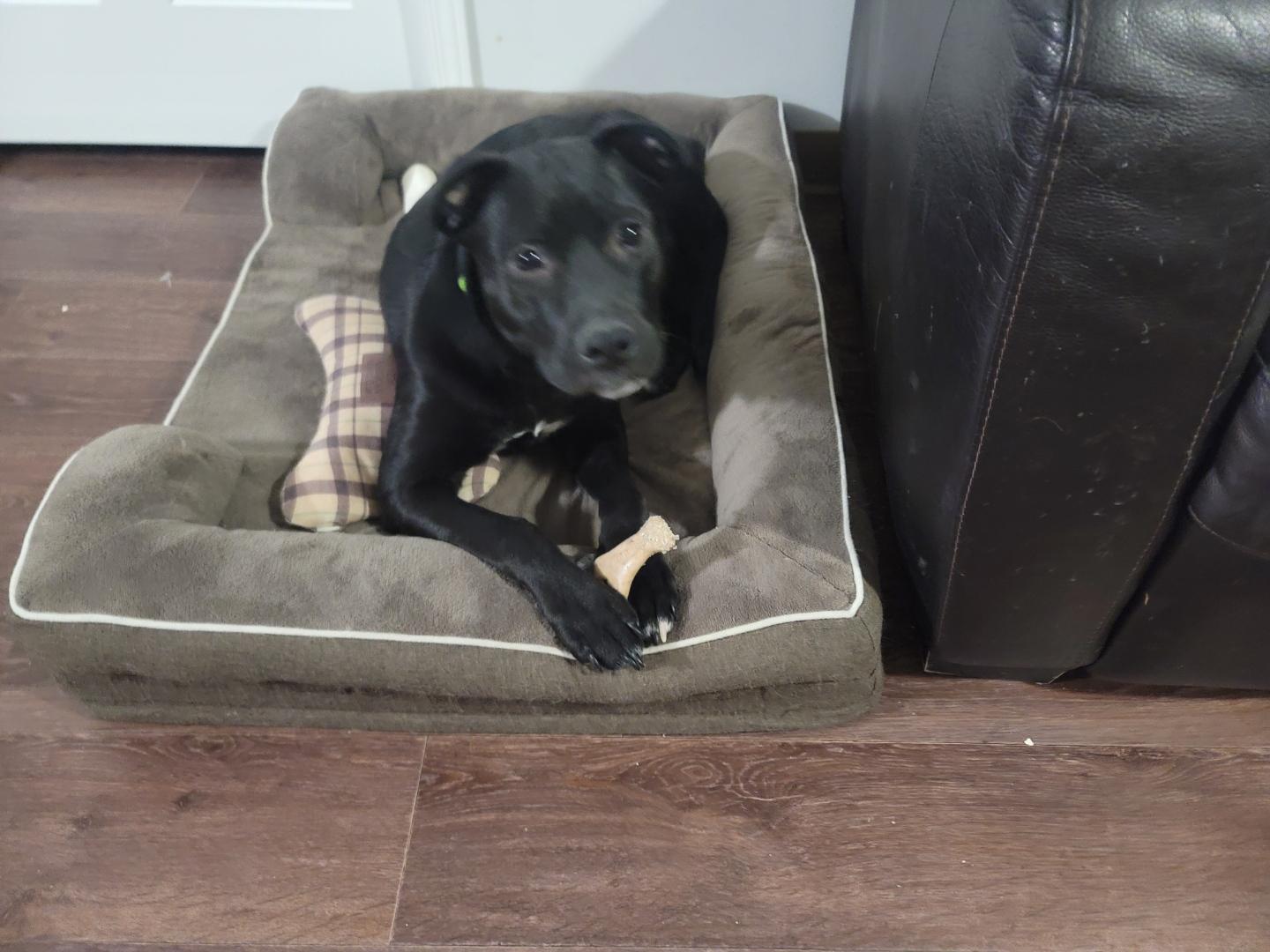 Enlarge Stella, a ADOPTABLE mixed breed in Saskatoon, SK image 5/5