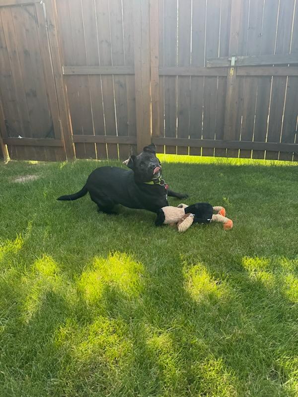 Enlarge Stella, a ADOPTABLE mixed breed in Saskatoon, SK image 2/5
