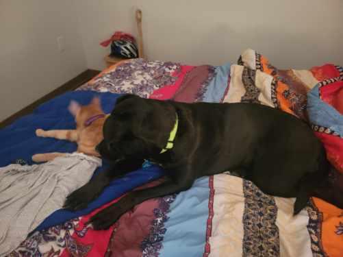 Enlarge Stella, a ADOPTABLE mixed breed in Saskatoon, SK image 3/5