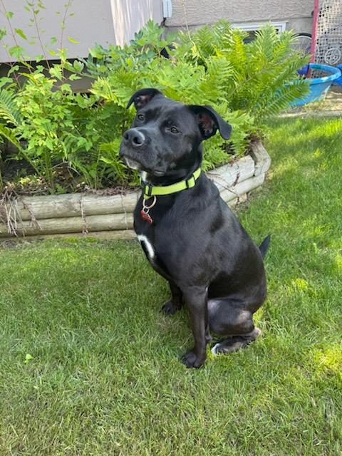 Enlarge Stella, a ADOPTABLE mixed breed in Saskatoon, SK image 1/5