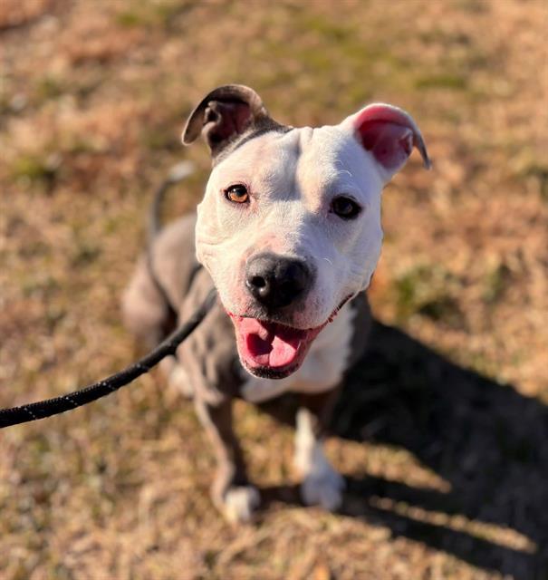 DAISY, Adoptable, Adult Female Pit Bull Terrier.